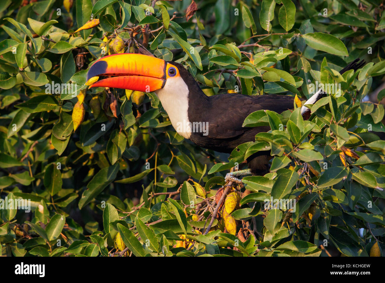 Riesentukan (Ramphastos toco) auf einem Zweig im Pantanal Brasilien thront. Stockfoto