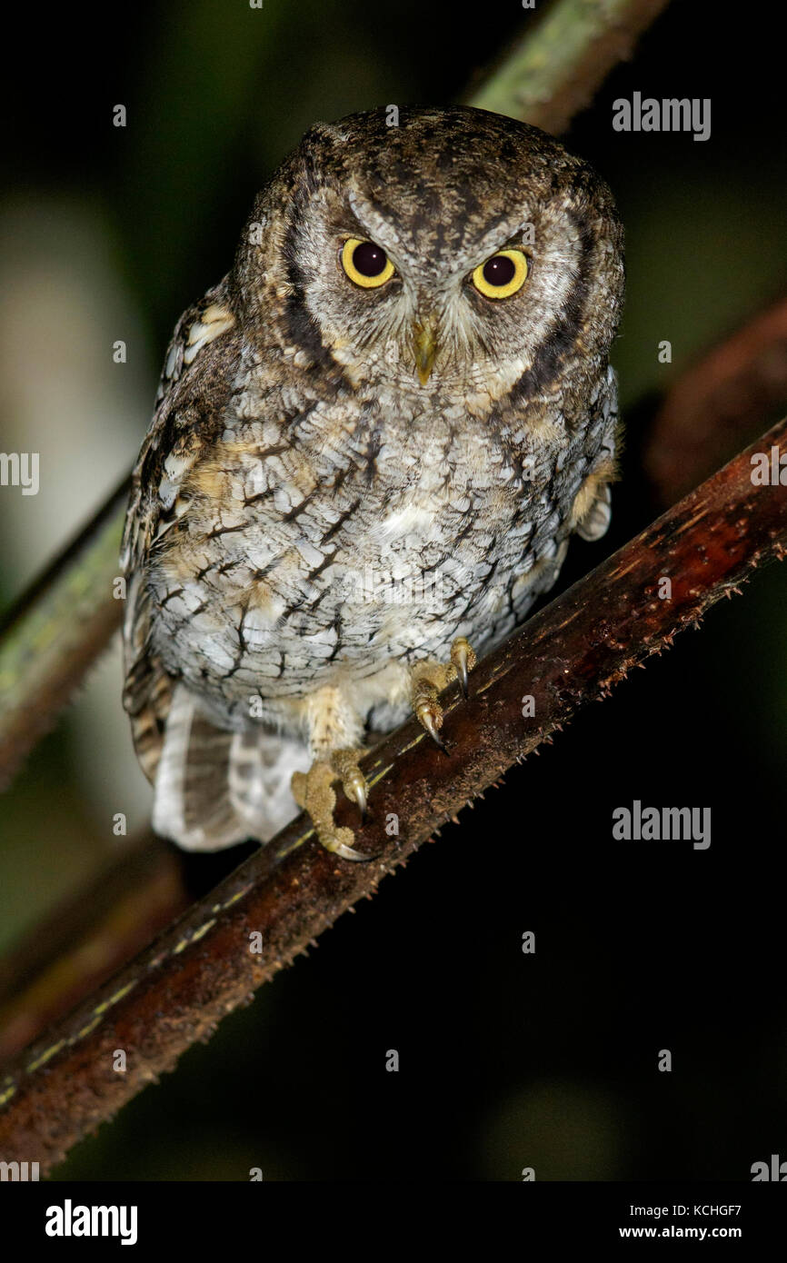 Tropische Screech-Owl (Megascops choliba) auf einem Zweig in den Atlantischen Regenwald Brasiliens thront. Stockfoto