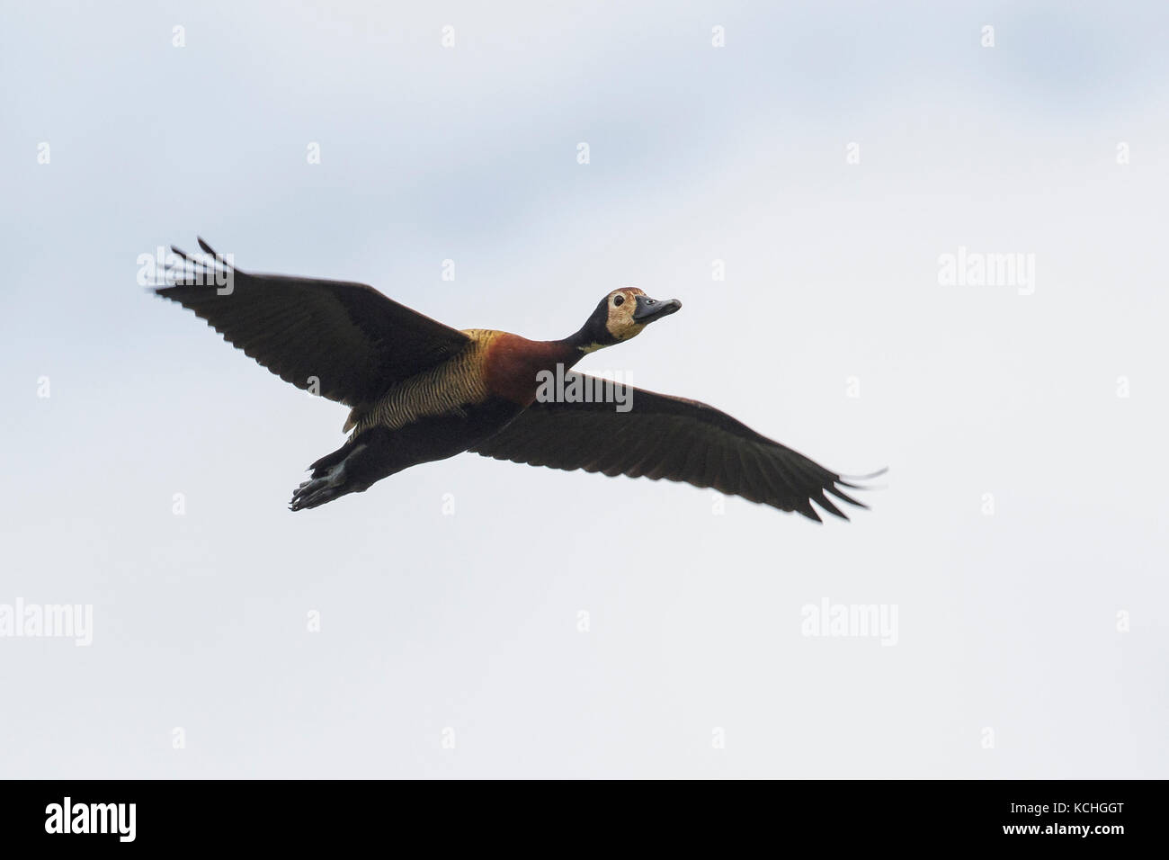 White-faced Whistling-Duck (Dendrocygna viduata) fliegen im Pantanal Region Brasiliens. Stockfoto