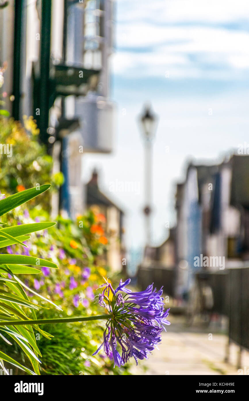 Blau allium Blume in Container Garten außerhalb eines Zeitraums Cottage auf einem typischen britischen High Street Stockfoto