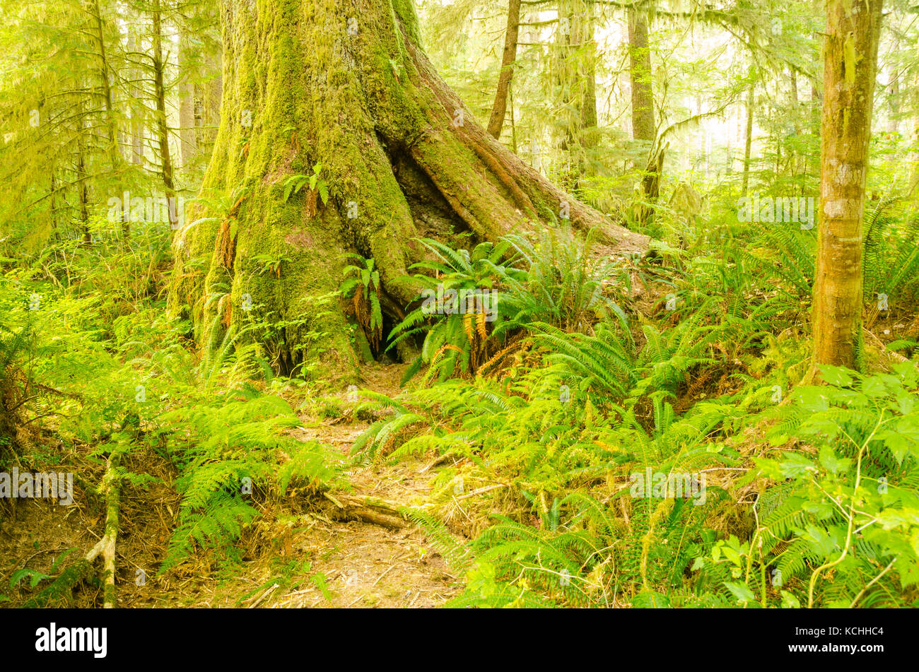 Alte Sitka-Fichte (Picea sitchensis), Carmanah Valley, British Columbia Stockfoto