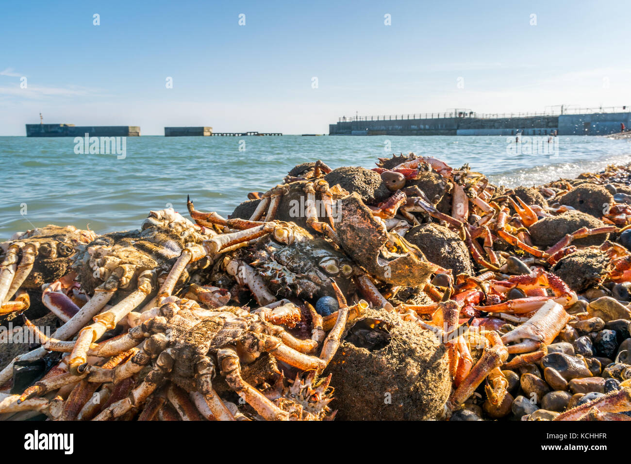 Krabbenschalen auf Angeln Strand vor Hastings verworfen Hafen arm Stockfoto
