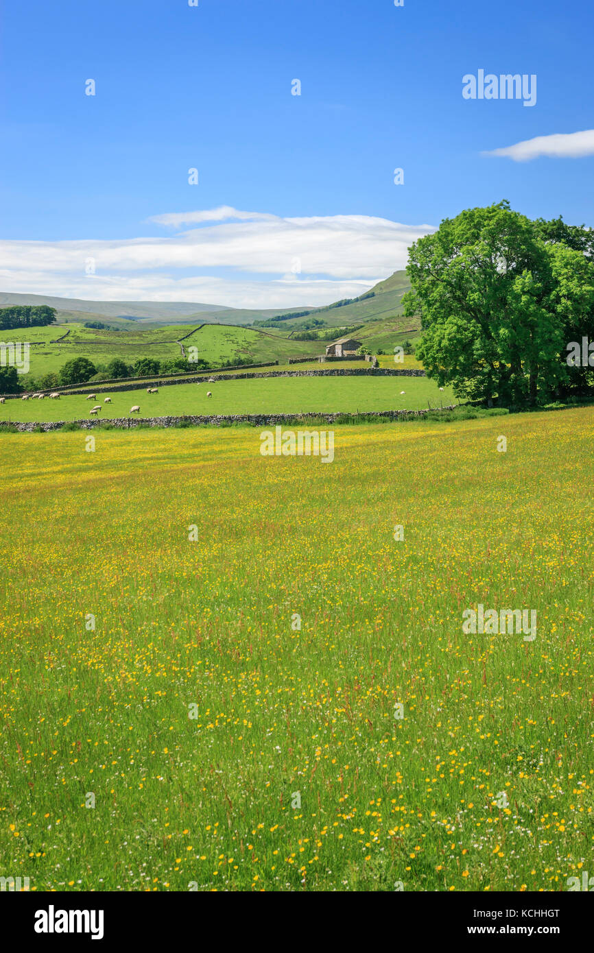 Wensleydale Landschaft North Yorkshire England Stockfoto