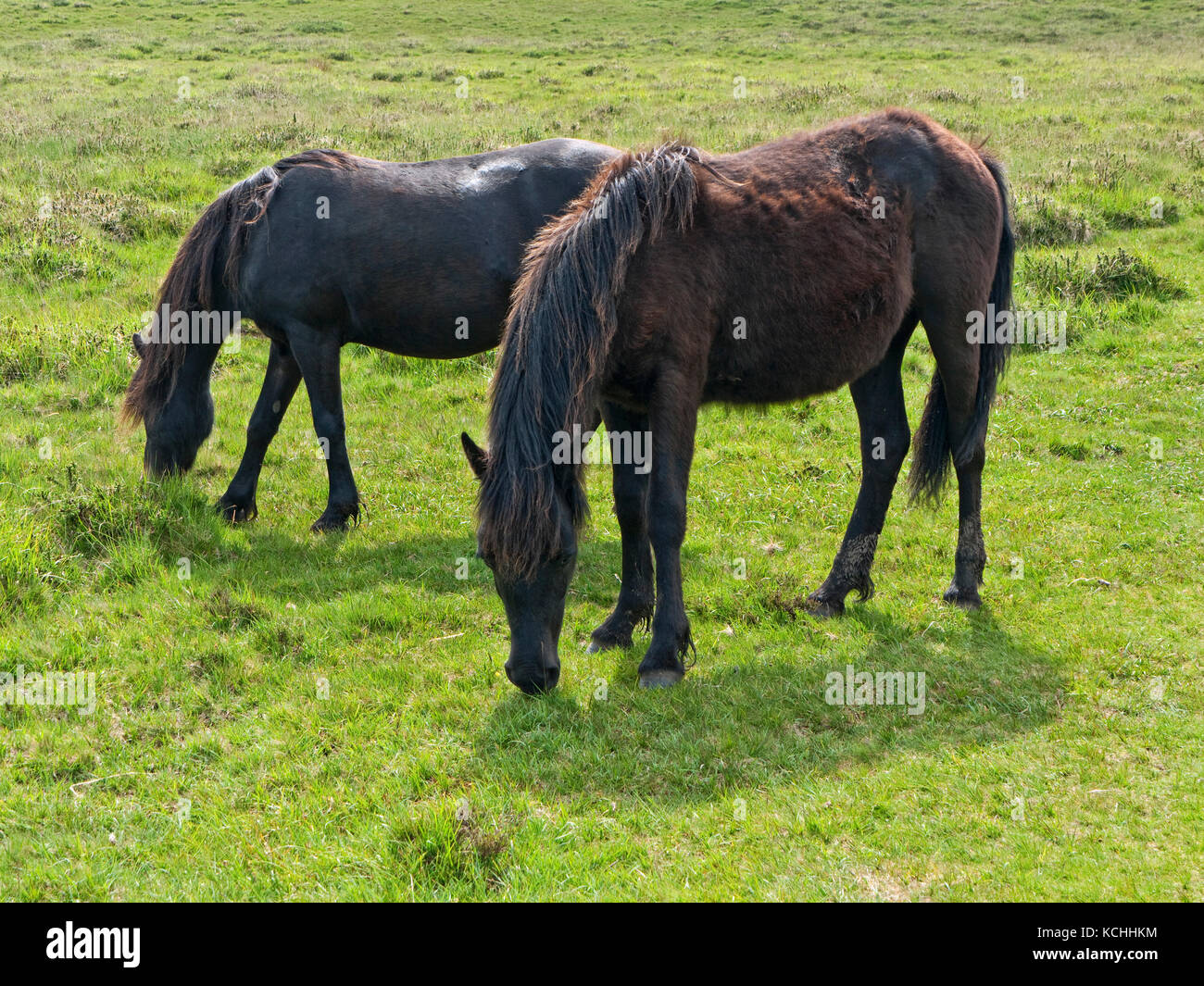 Wilden Dartmoor Ponys in der Nähe Haytor Felsen, Nationalpark Dartmoor, Devon Stockfoto