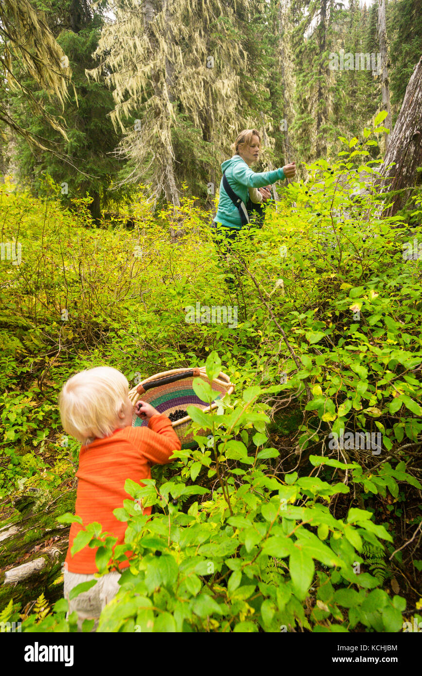 Eine Frau und ihre beiden Kinder abholen Heidelbeeren in Kokanee Glacier Provincial Park, obwohl ihr ältester Junge seinen Anteil ist nun in Stockfoto