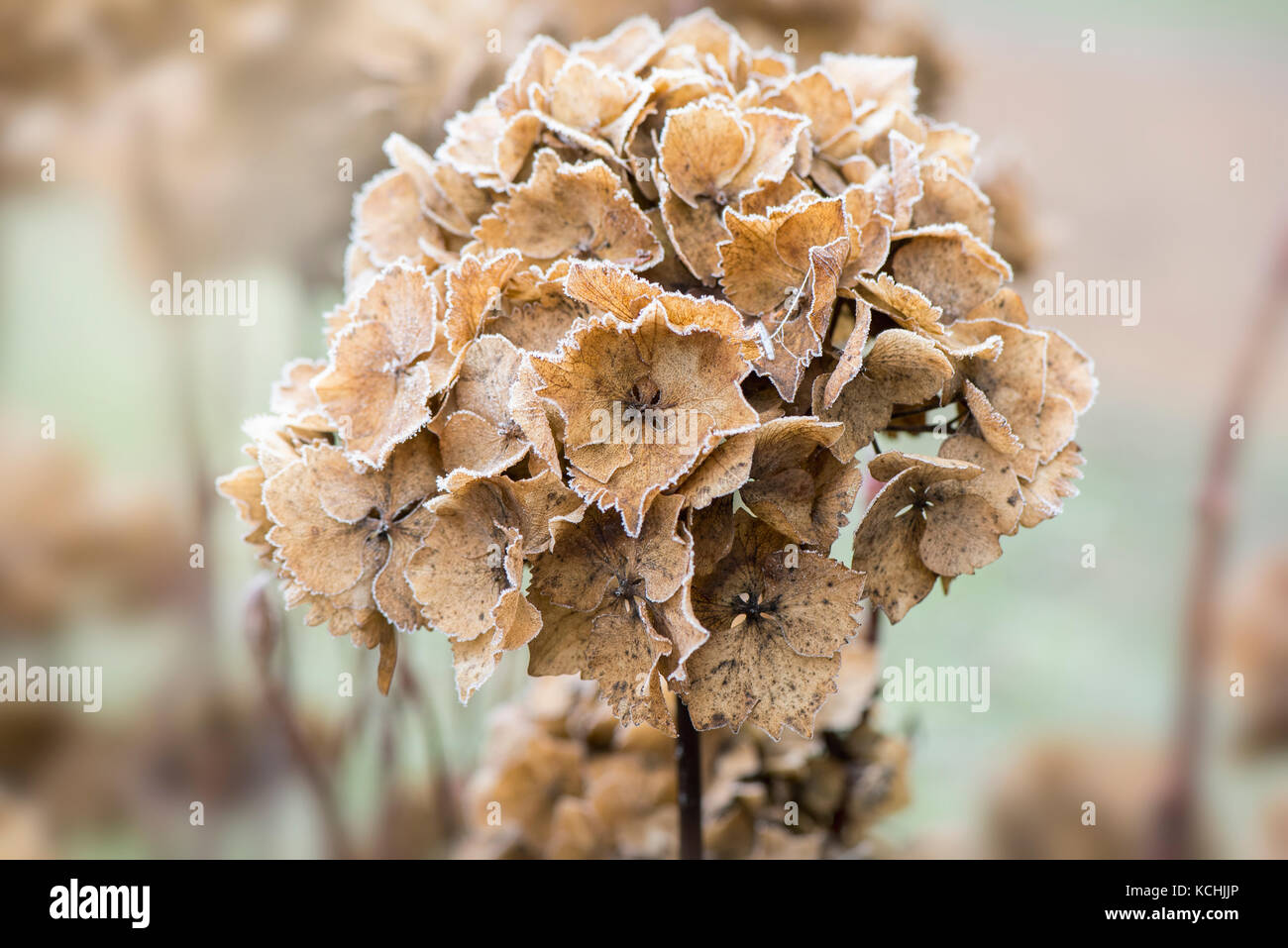 Im winter frost Stockfoto