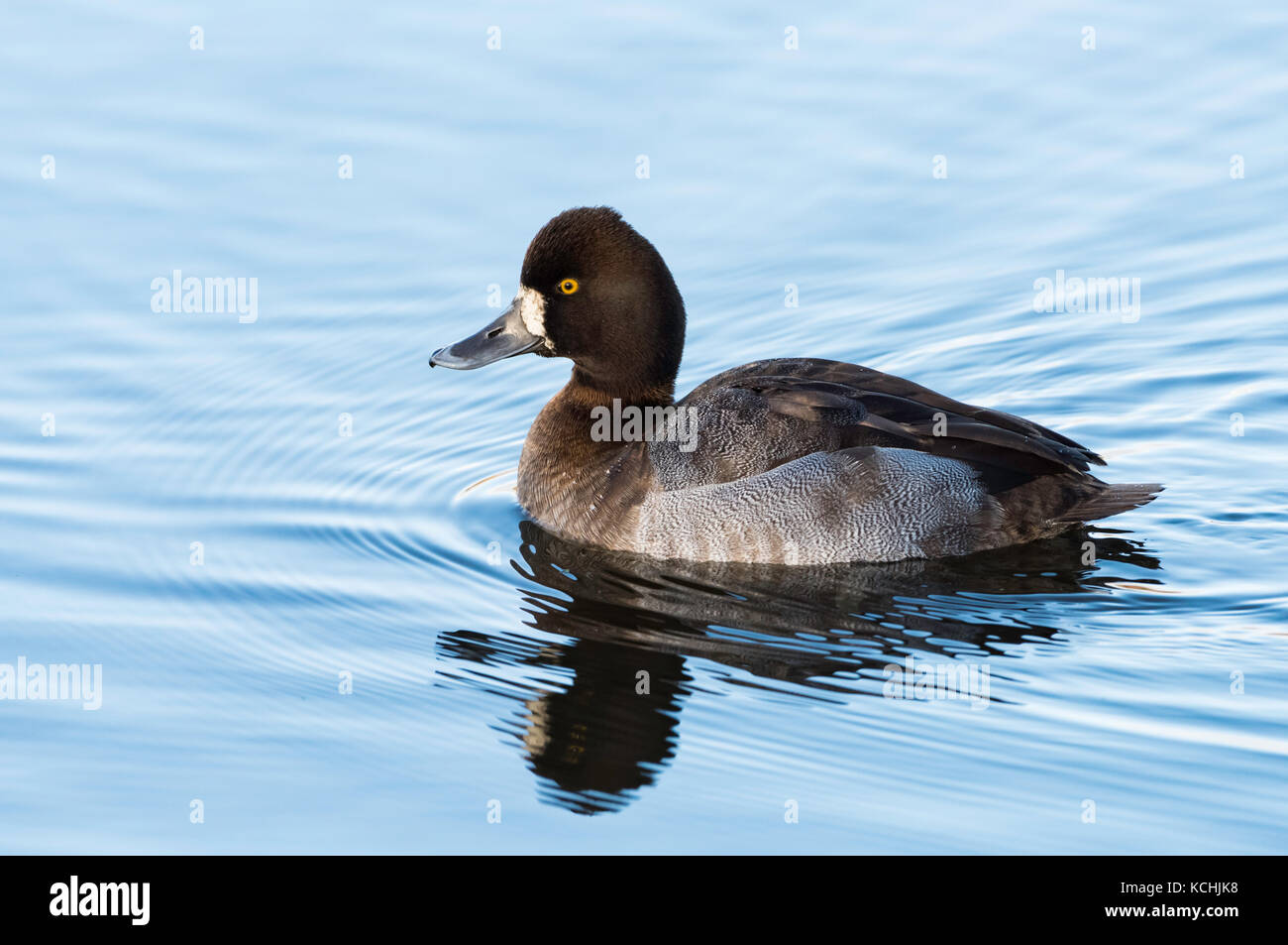 Lesser scaup, weiblich, (Aythya affinis), Swan Lake Victoria, BC Kanada Stockfoto