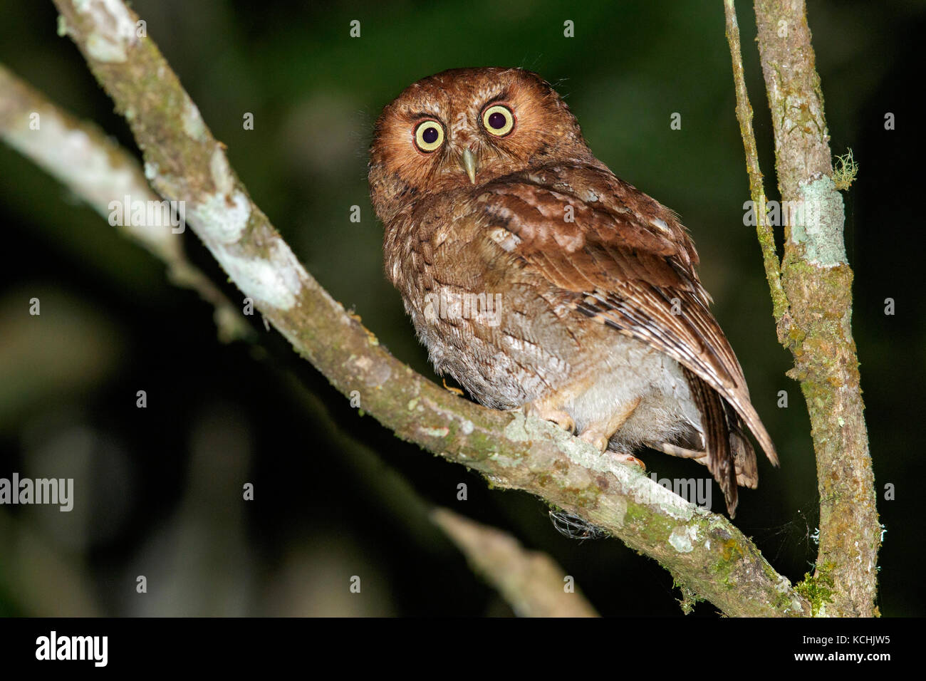 Santa Marta Screech Owl (Megascops gilesi) thront auf einem Zweig in den Bergen von Kolumbien, Südamerika. Stockfoto