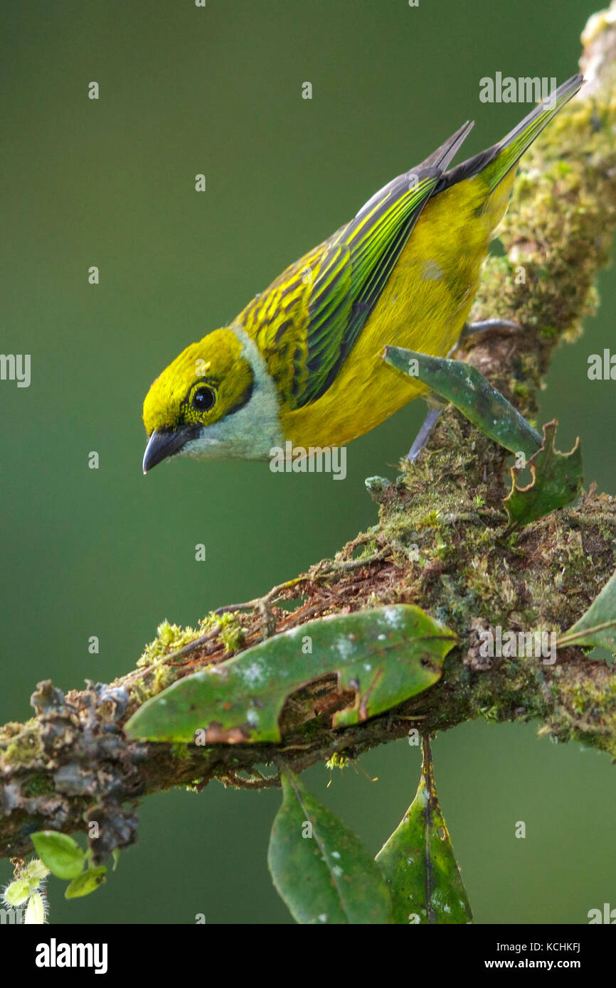 Silver-throated Tanager (Tangara icterocephala) auf einem Zweig in den Bergen von Kolumbien, Südamerika thront. Stockfoto