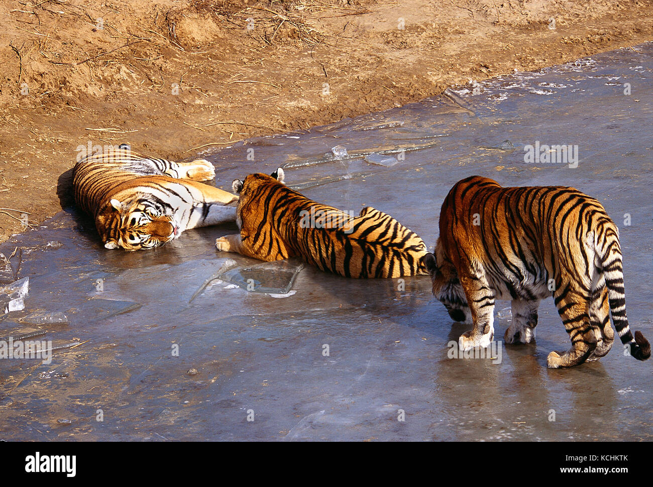 Russland, Sibirien/China grenzt. Tierwelt. Drei North East China Tiger liegend auf dem zugefrorenen See. Stockfoto