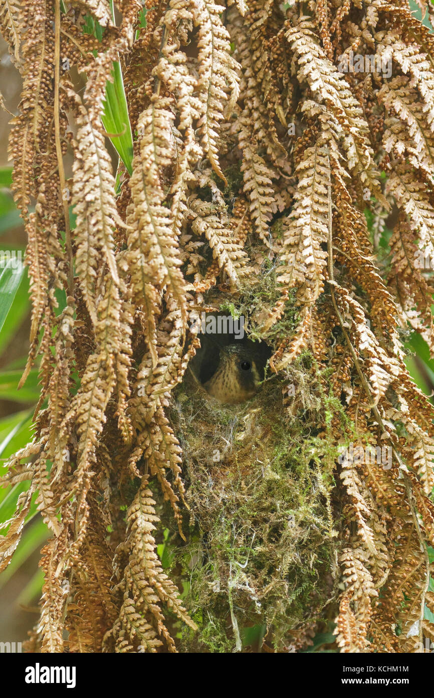 Gesprenkelte Kolibri (Adelomyia melanogenys) an ihr Nest in den Bergen von Kolumbien, Südamerika. Stockfoto