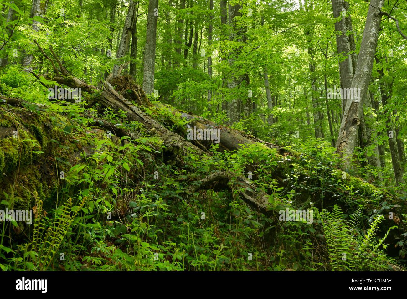 Nationalpark Domogled -Valea Cernei / Rumänien: Hoher Biodiversität und hoher Klimawert Primärwald (Buche) im UNESCO-Weltkulturerbe. Stockfoto