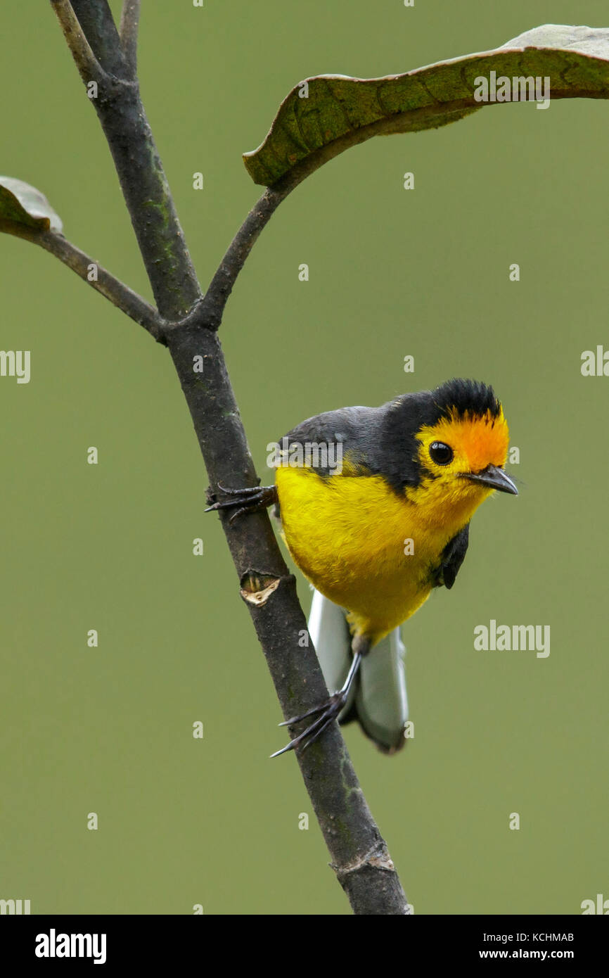 Golden-fronted Whitestart (Myioborus ornatus) auf einem Zweig in den Bergen von Kolumbien, Südamerika thront. Stockfoto