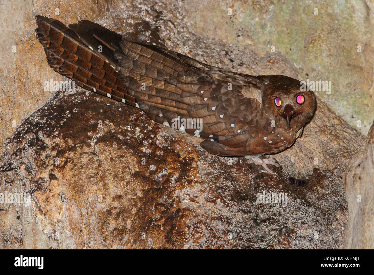 Oilbird (Steatornis caripensis) in einer Höhle in den Bergen von Kolumbien, Südamerika thront. Stockfoto