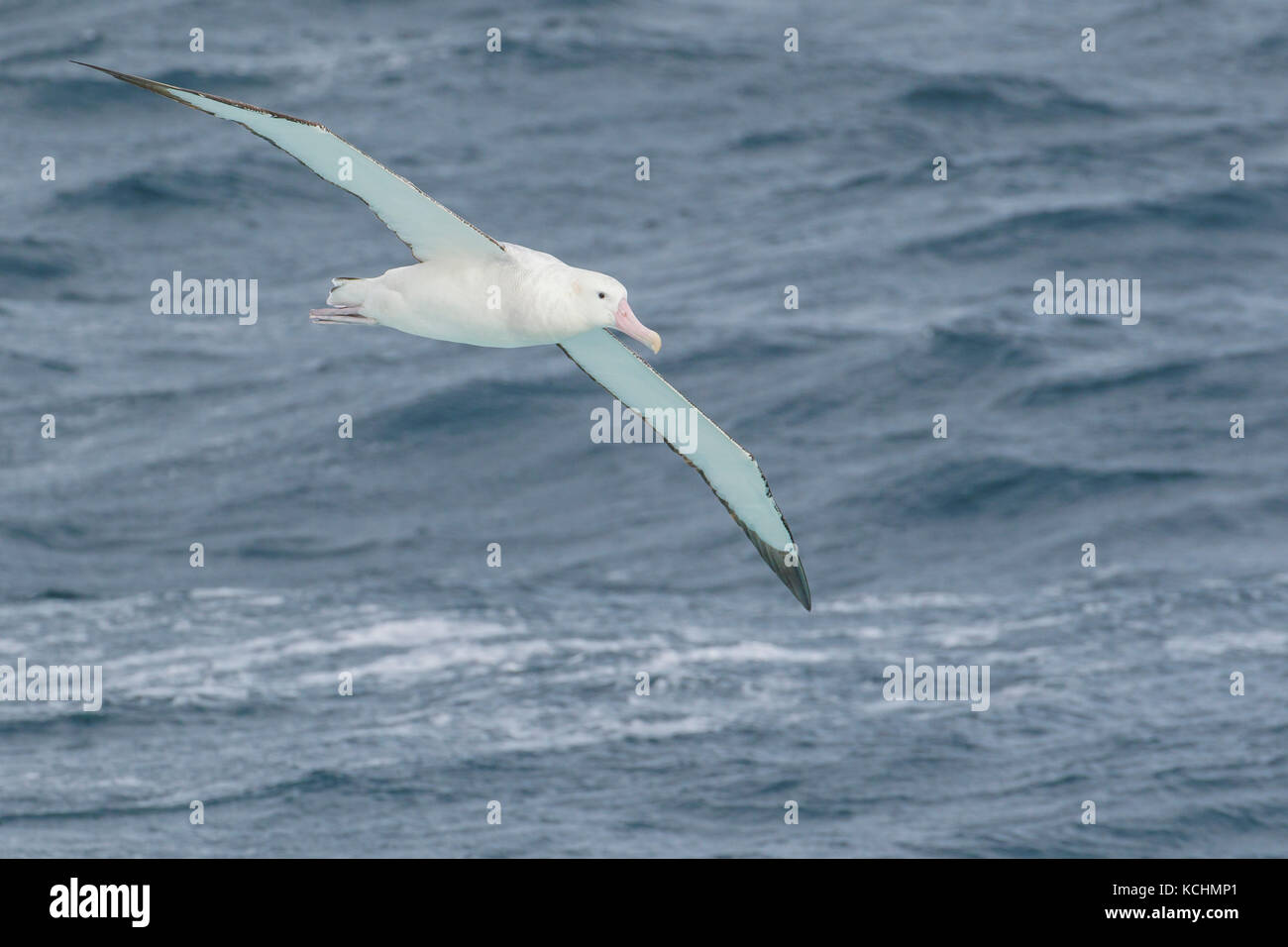 Wandering Albatross (Diomedea exulans) fliegen über den Ozean auf der Suche nach Nahrung in der Nähe von South Georgia Island. Stockfoto