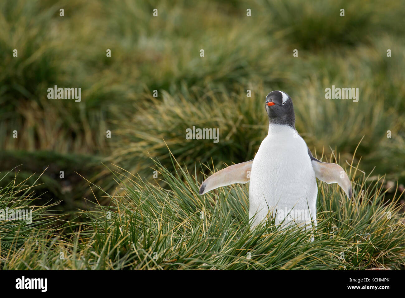 Gentoo Pinguin (Pygoscelis papua) auf tussock Gras auf Südgeorgien Insel thront. Stockfoto