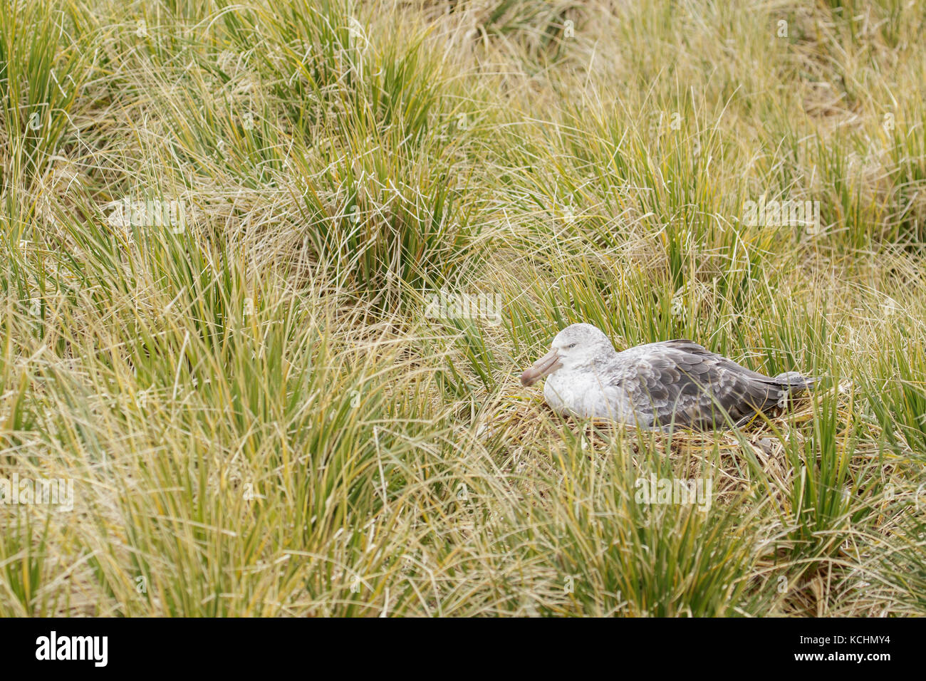 Northern Giant Petrel (Macronectes halli) Verschachtelung auf tussock Gras auf South Georgia Island. Stockfoto