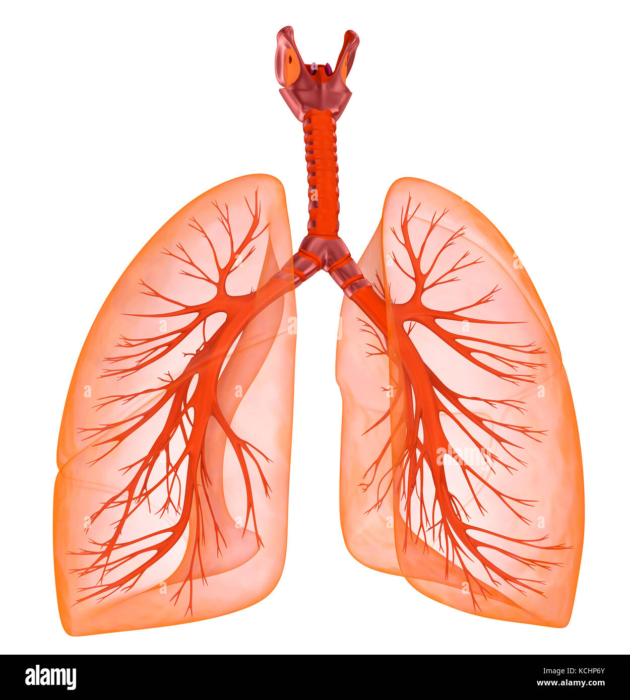 Die menschliche Lunge und Luftröhre. medizinisch genaue 3D-Darstellung ...