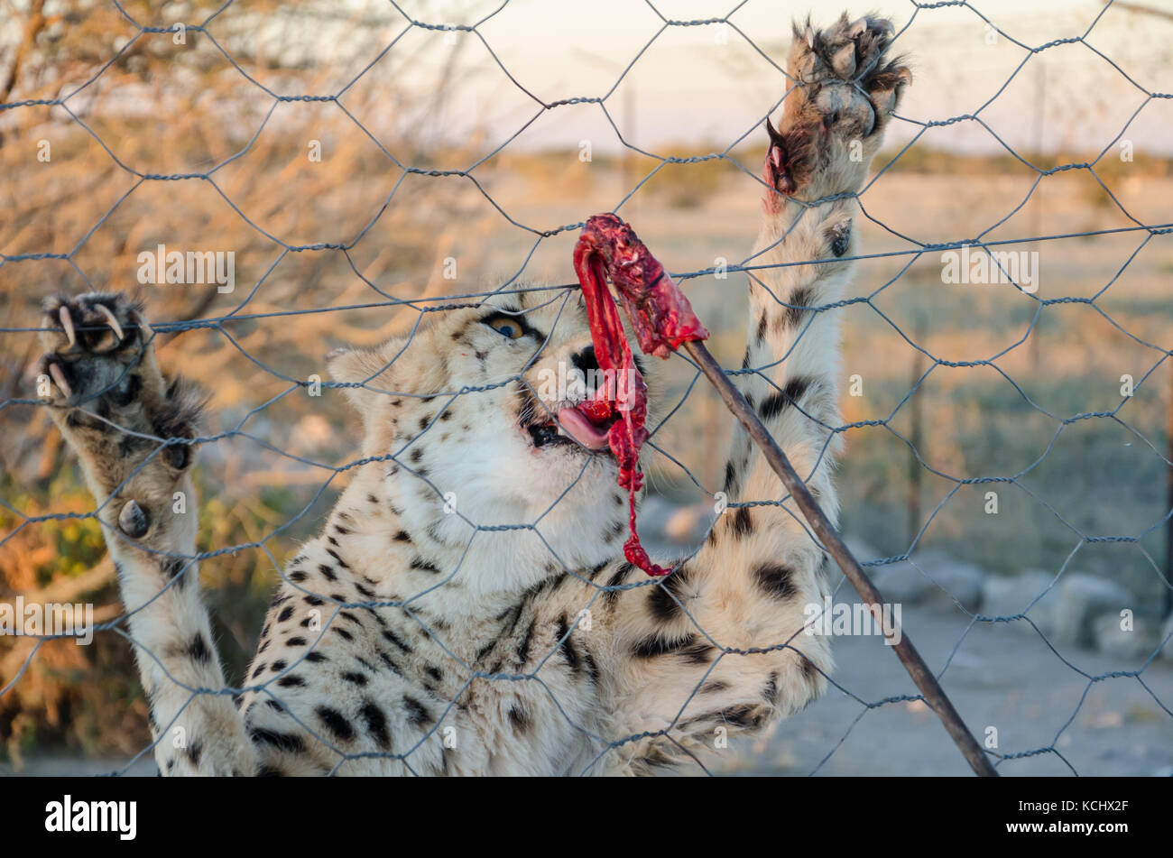 Cheetah Fütterung mit rotem Fleisch auf Stick durch Zaun der Gehäuse auf einer Farm in Namibia, Südafrika Stockfoto