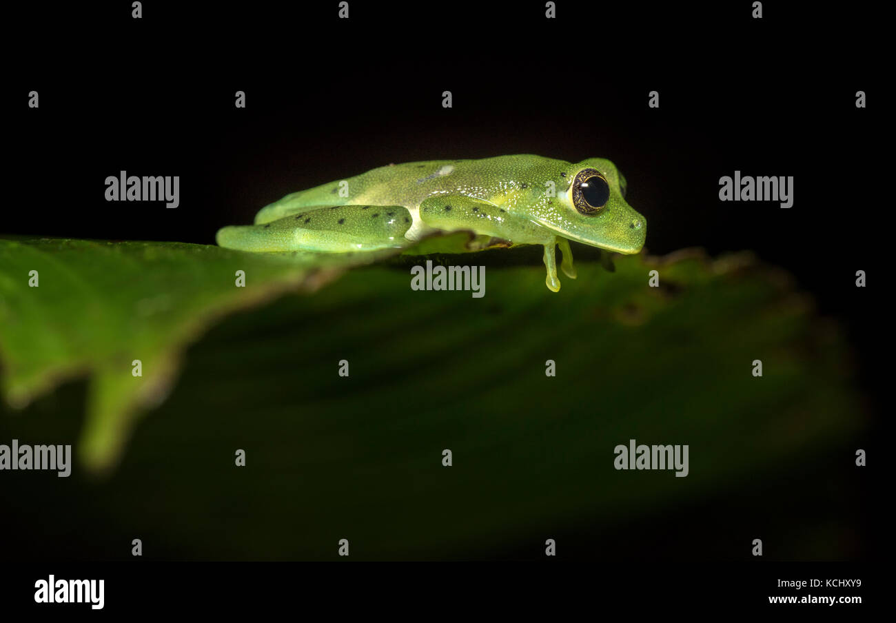 Emerald Glas Frosch saß auf einem Bananenblatt in der costa rica Dschungel Stockfoto