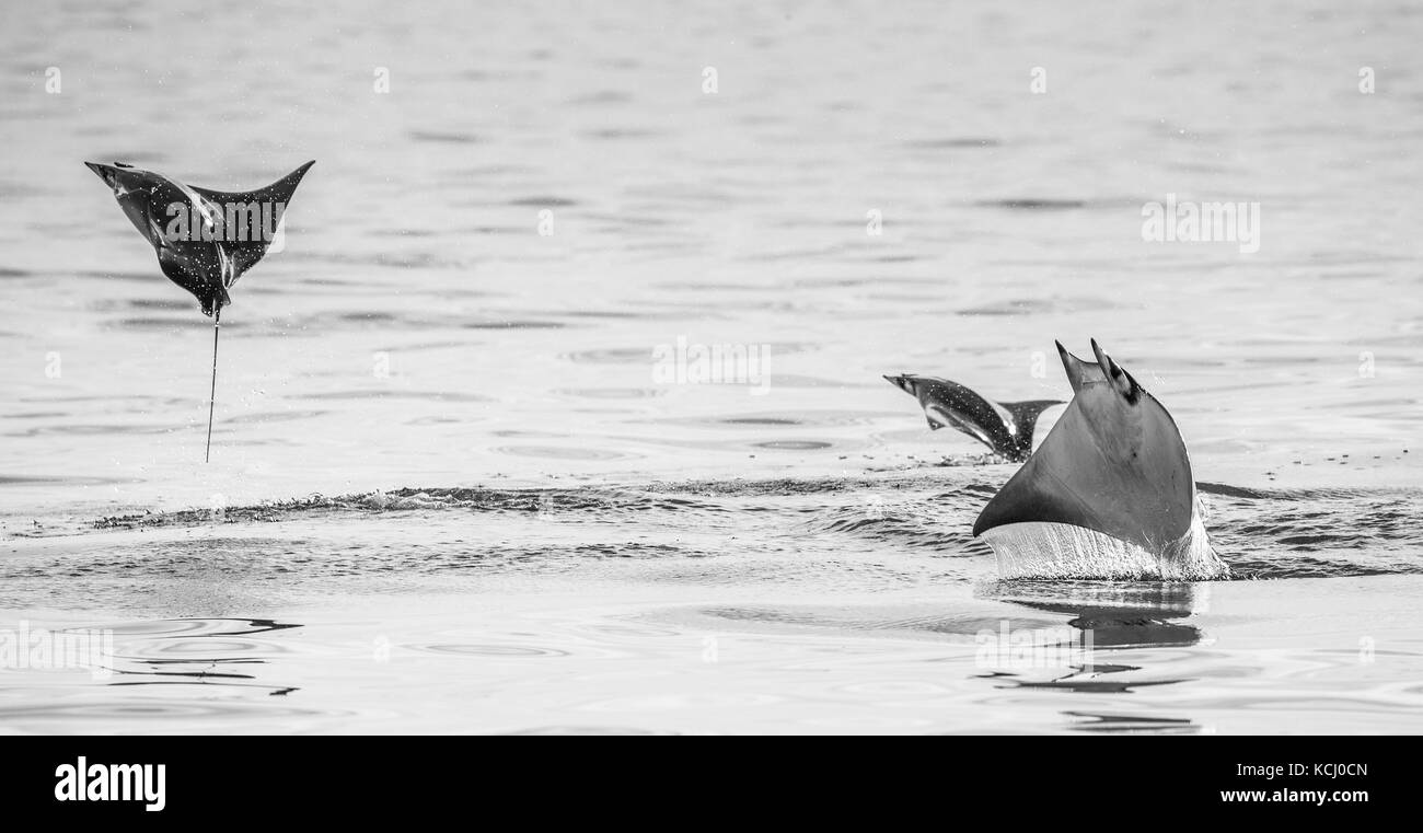 Mobula-Rochen sind Sprünge aus dem Wasser. Mexiko. Meer von Cortez. Kalifornische Halbinsel . Stockfoto