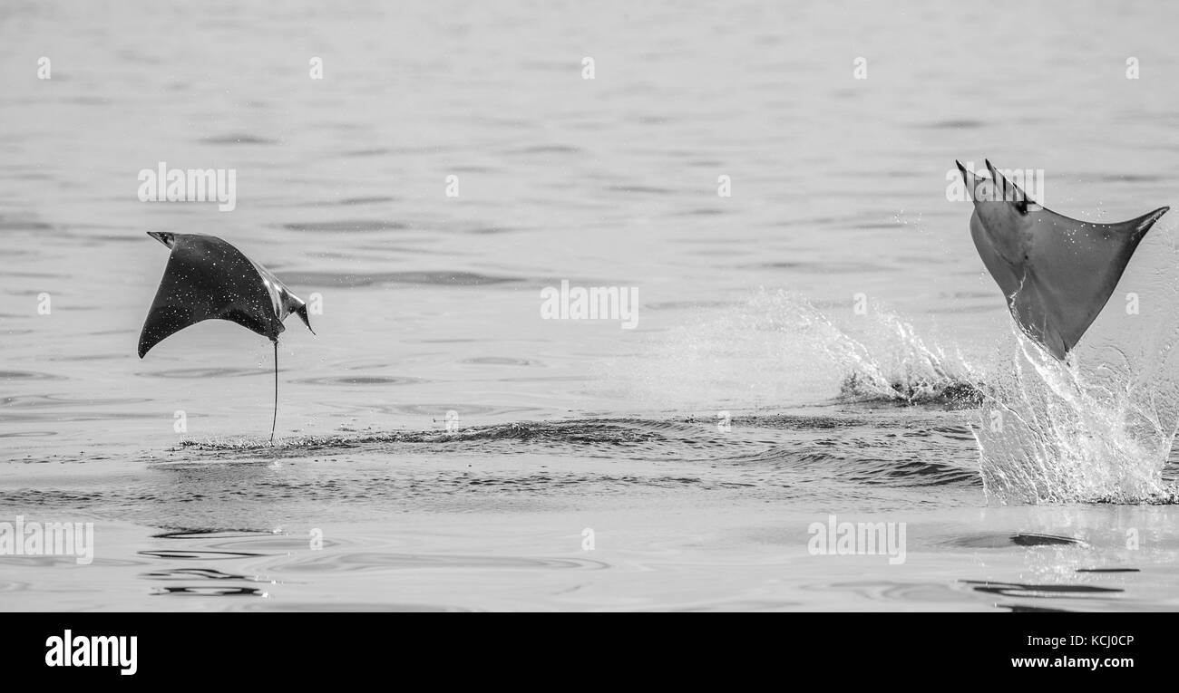 Mobula-Rochen sind Sprünge aus dem Wasser. Mexiko. Meer von Cortez. Kalifornische Halbinsel . Stockfoto