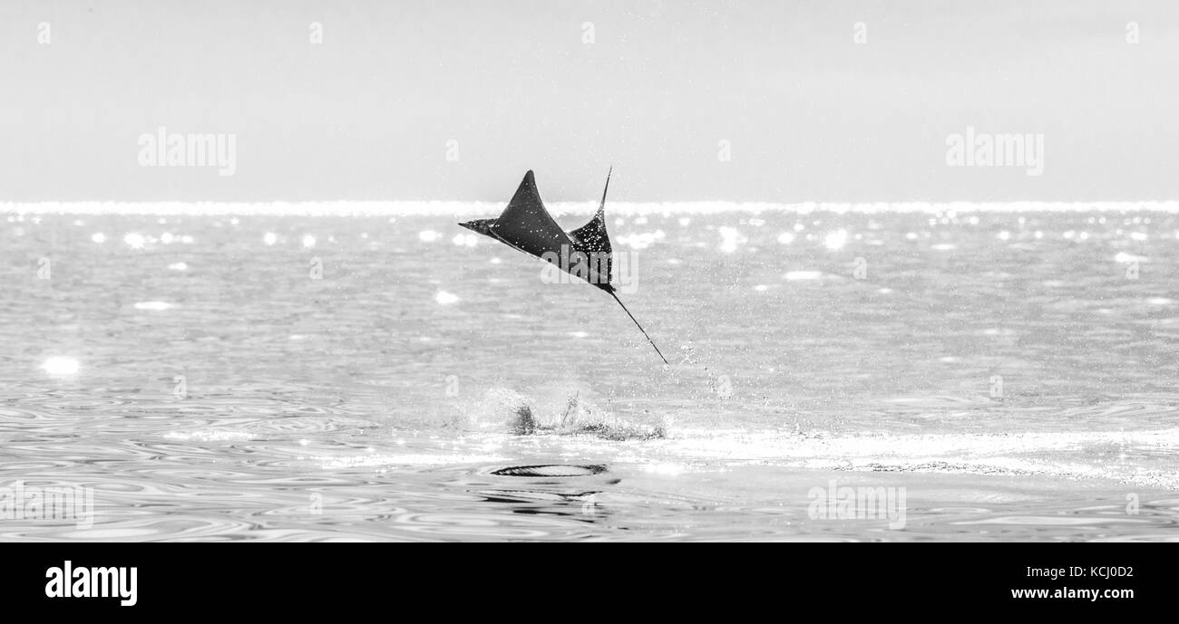 Der Mobula-Strahl springt aus dem Wasser. Mexiko. Meer von Cortez. Kalifornische Halbinsel . Stockfoto