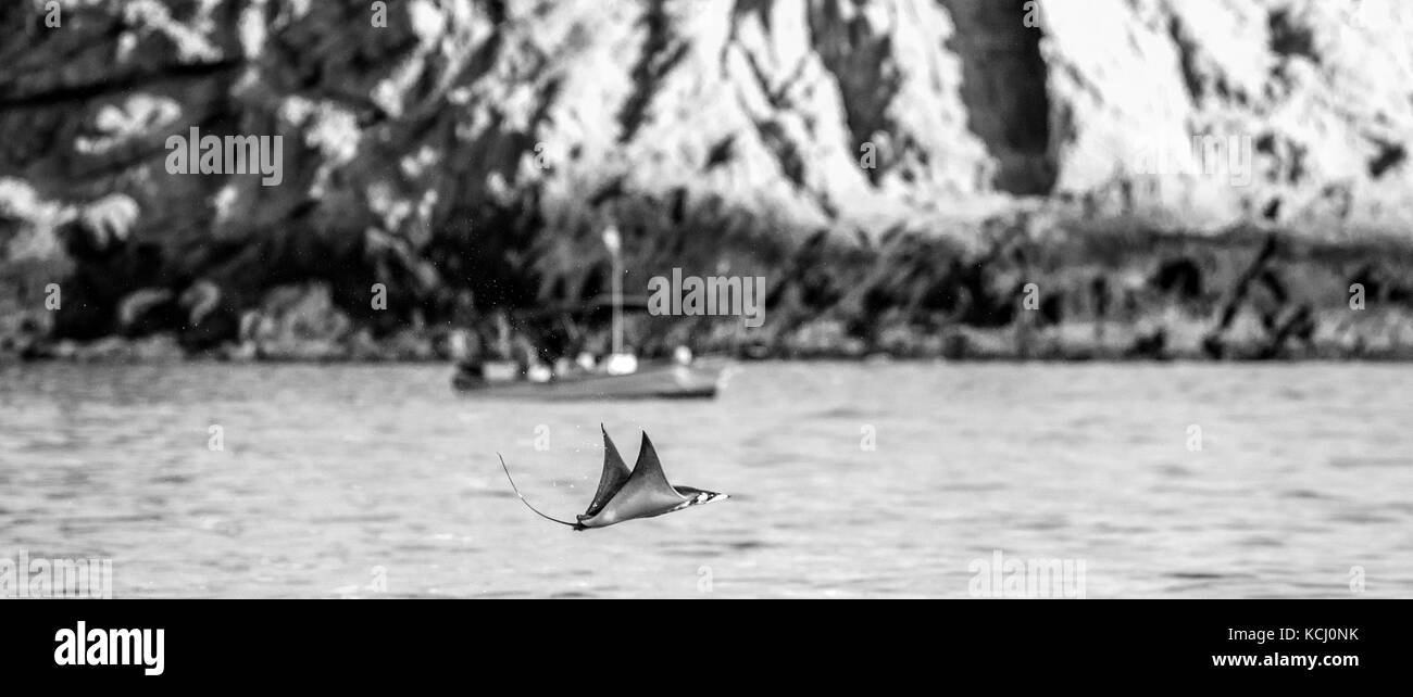 Der Mobula-Strahl springt aus dem Wasser. Mexiko. Meer von Cortez. Kalifornische Halbinsel . Stockfoto