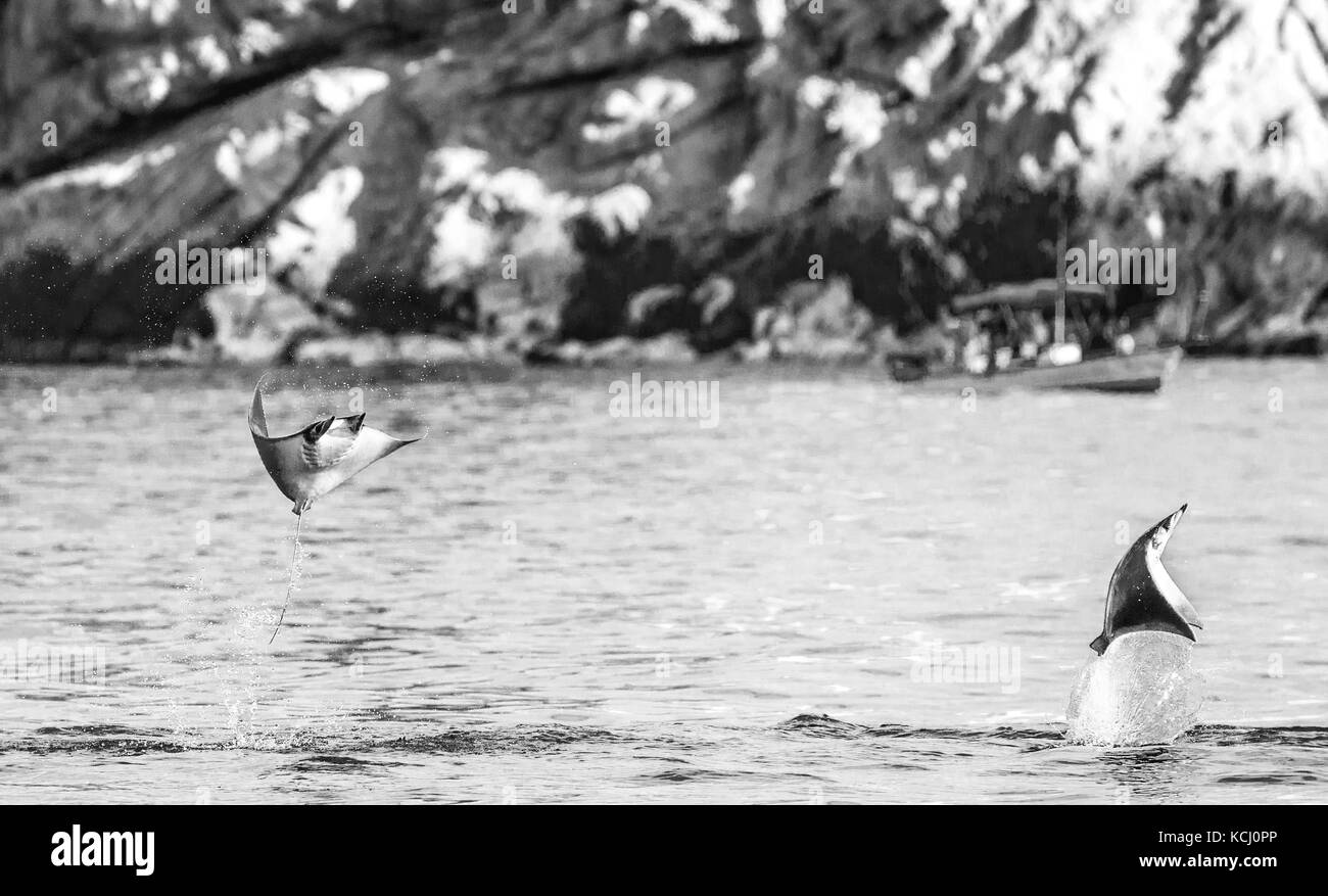 Mobula-Rochen sind Sprünge aus dem Wasser. Mexiko. Meer von Cortez. Kalifornische Halbinsel . Stockfoto