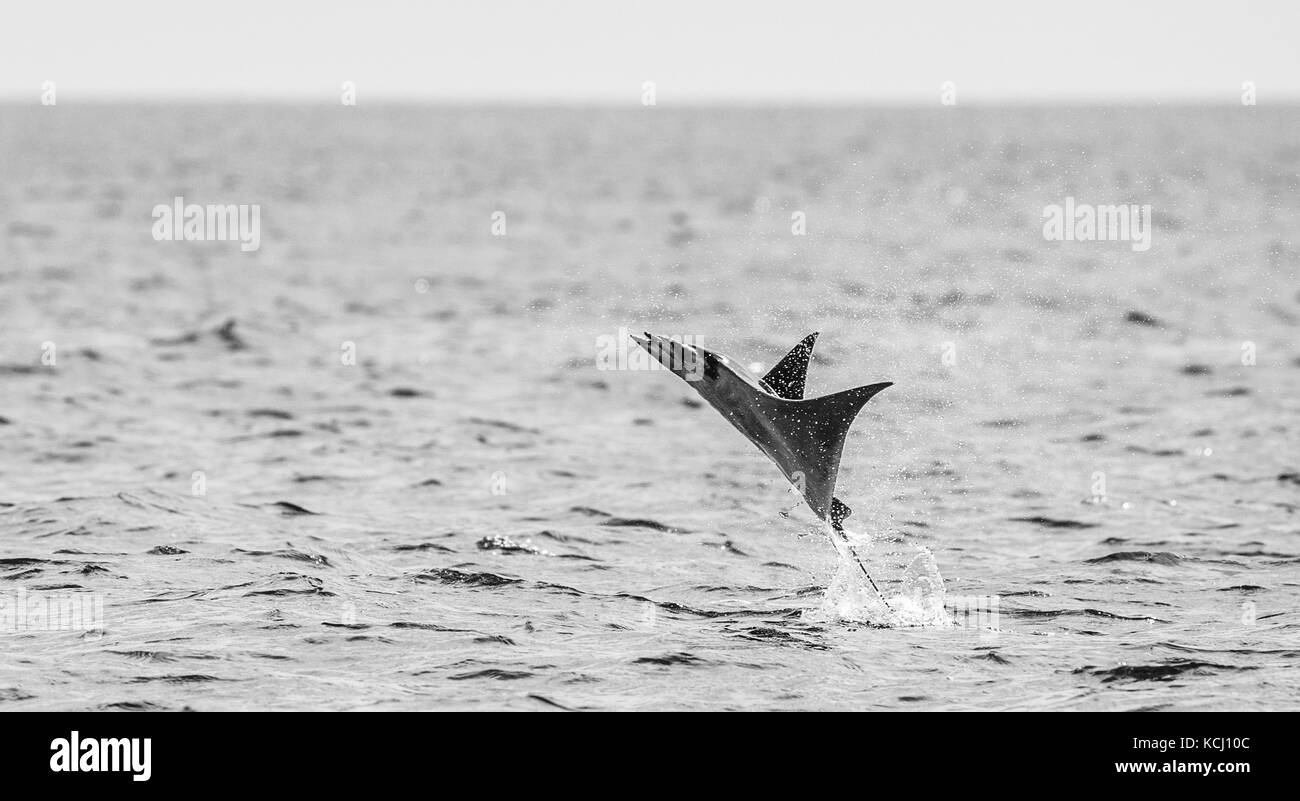 Der Mobula-Strahl springt aus dem Wasser. Mexiko. Meer von Cortez. Kalifornische Halbinsel . Stockfoto