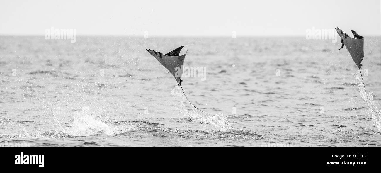 Mobula-Rochen sind Sprünge aus dem Wasser. Mexiko. Meer von Cortez. Kalifornische Halbinsel . Stockfoto