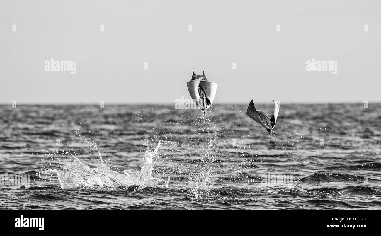 Mobula-Rochen sind Sprünge aus dem Wasser. Mexiko. Meer von Cortez. Kalifornische Halbinsel . Stockfoto