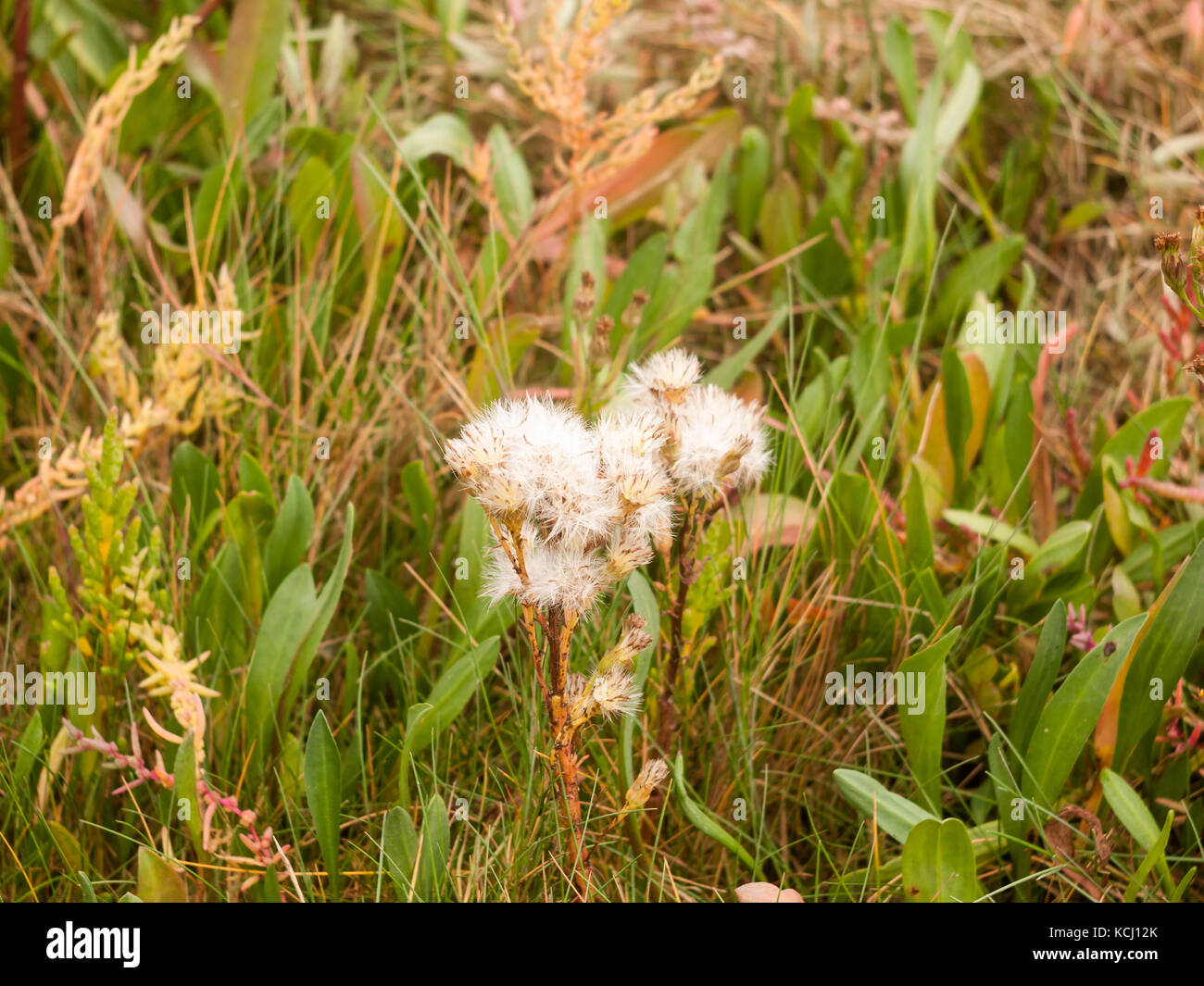 Vielen flauschigen weissen Blüten auf Anlage in das Gras Hintergrund Herbst, Essex, England, Großbritannien Stockfoto