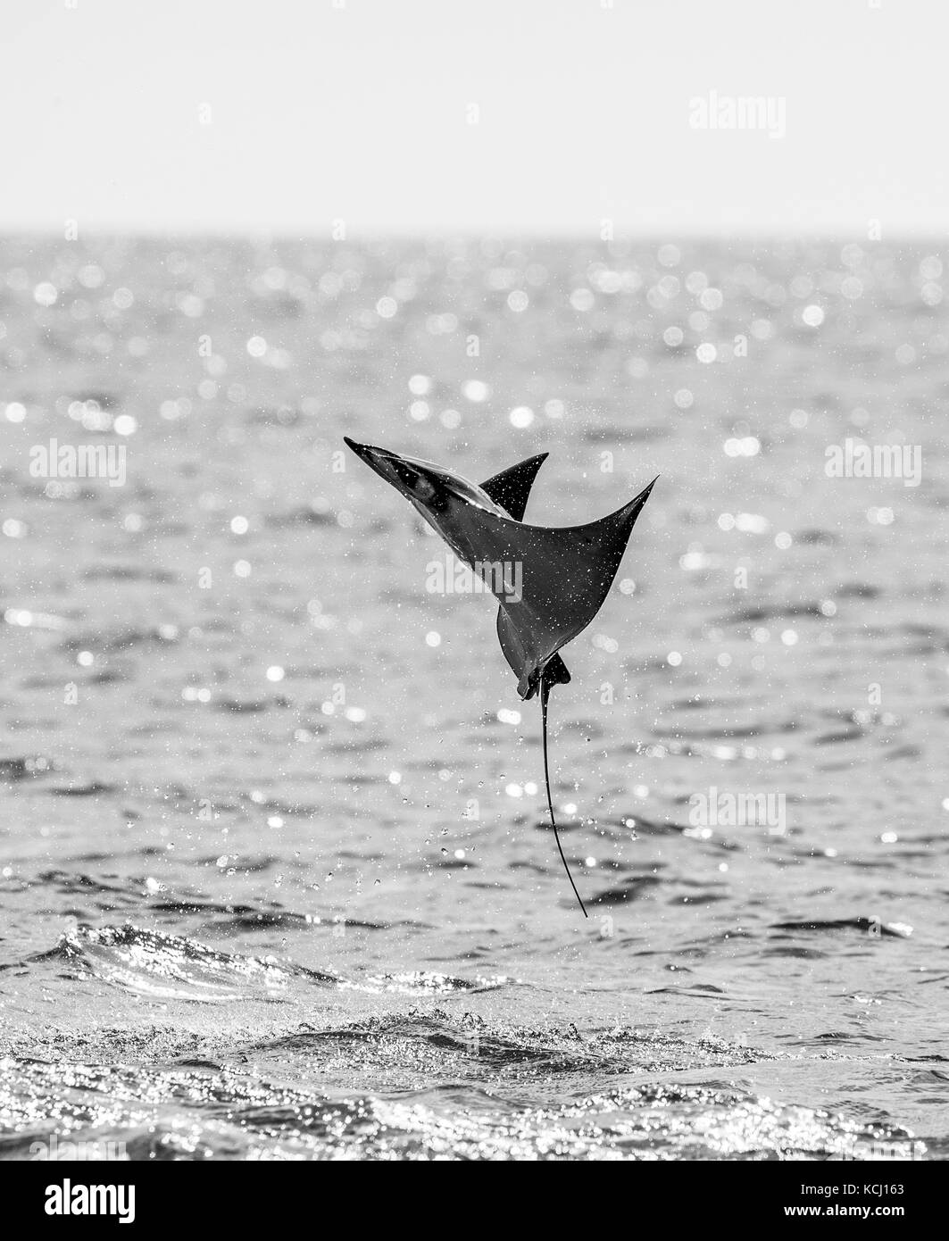 Der Mobula-Strahl springt aus dem Wasser. Mexiko. Meer von Cortez. Kalifornische Halbinsel . Stockfoto