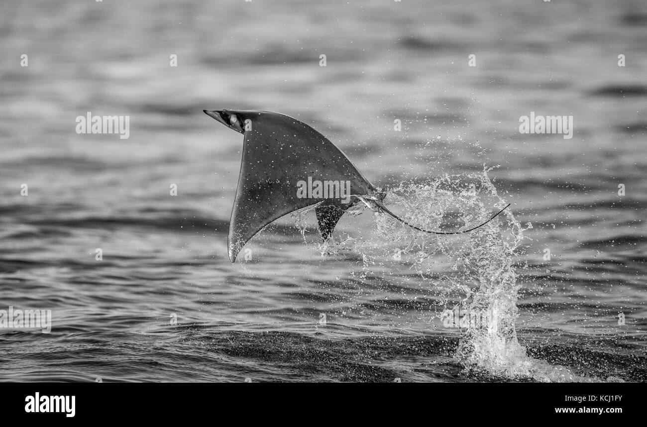 Der Mobula-Strahl springt aus dem Wasser. Mexiko. Meer von Cortez. Kalifornische Halbinsel . Stockfoto