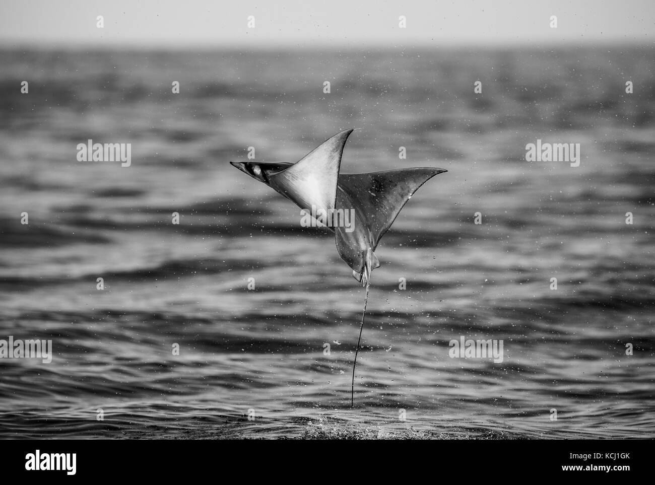 Der Mobula-Strahl springt aus dem Wasser. Mexiko. Meer von Cortez. Kalifornische Halbinsel . Stockfoto