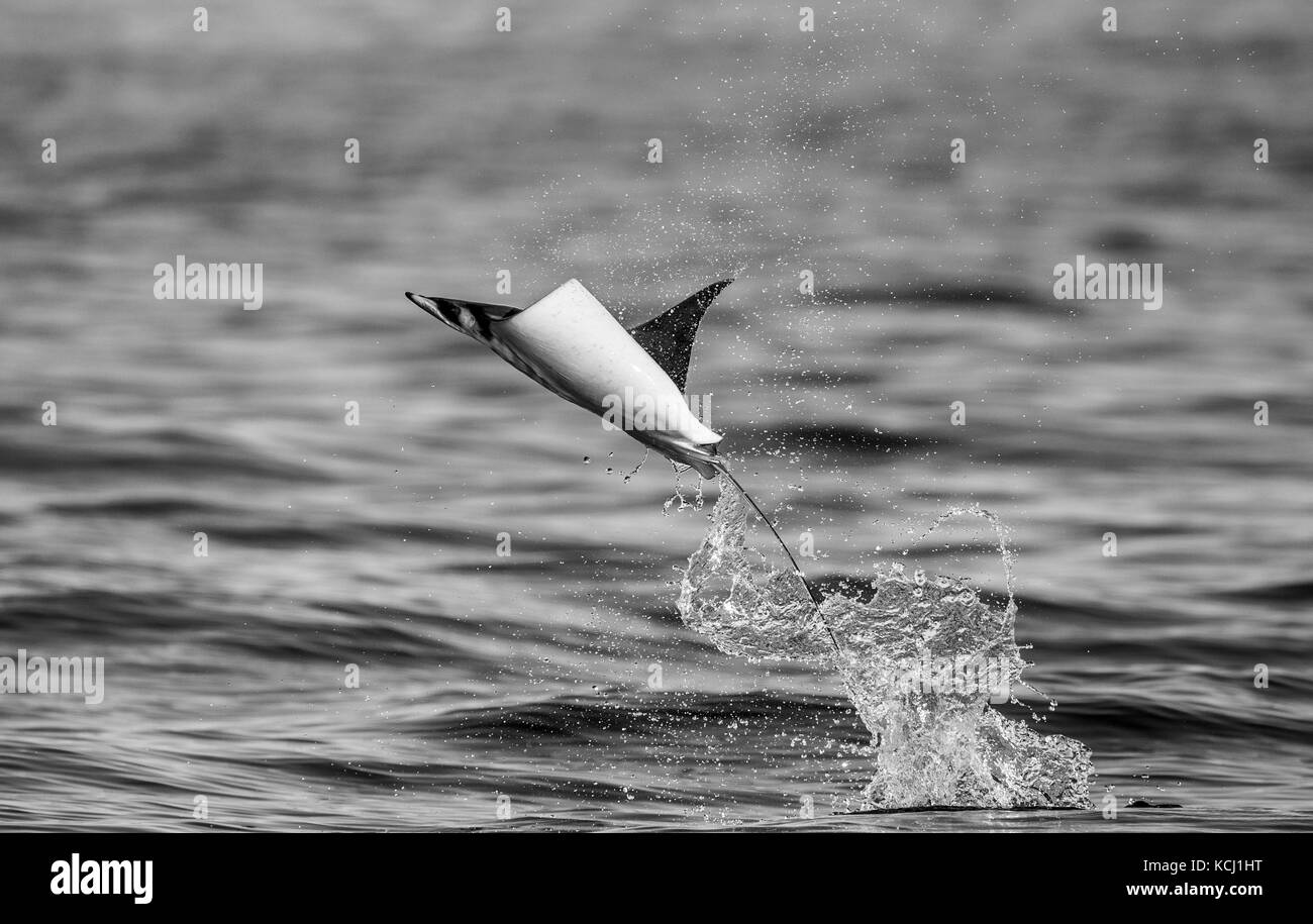 Der Mobula-Strahl springt aus dem Wasser. Mexiko. Meer von Cortez. Kalifornische Halbinsel . Stockfoto