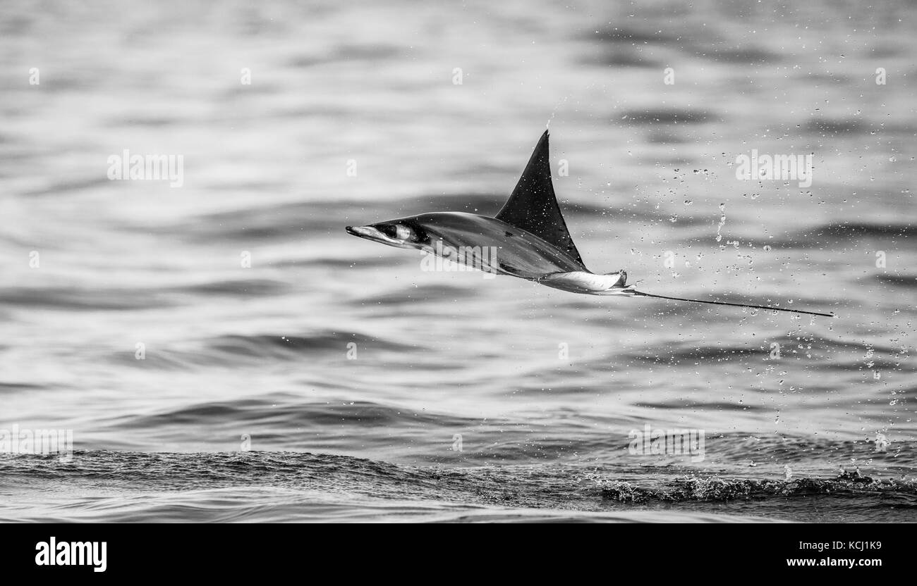 Der Mobula-Strahl springt aus dem Wasser. Mexiko. Meer von Cortez. Kalifornische Halbinsel . Stockfoto