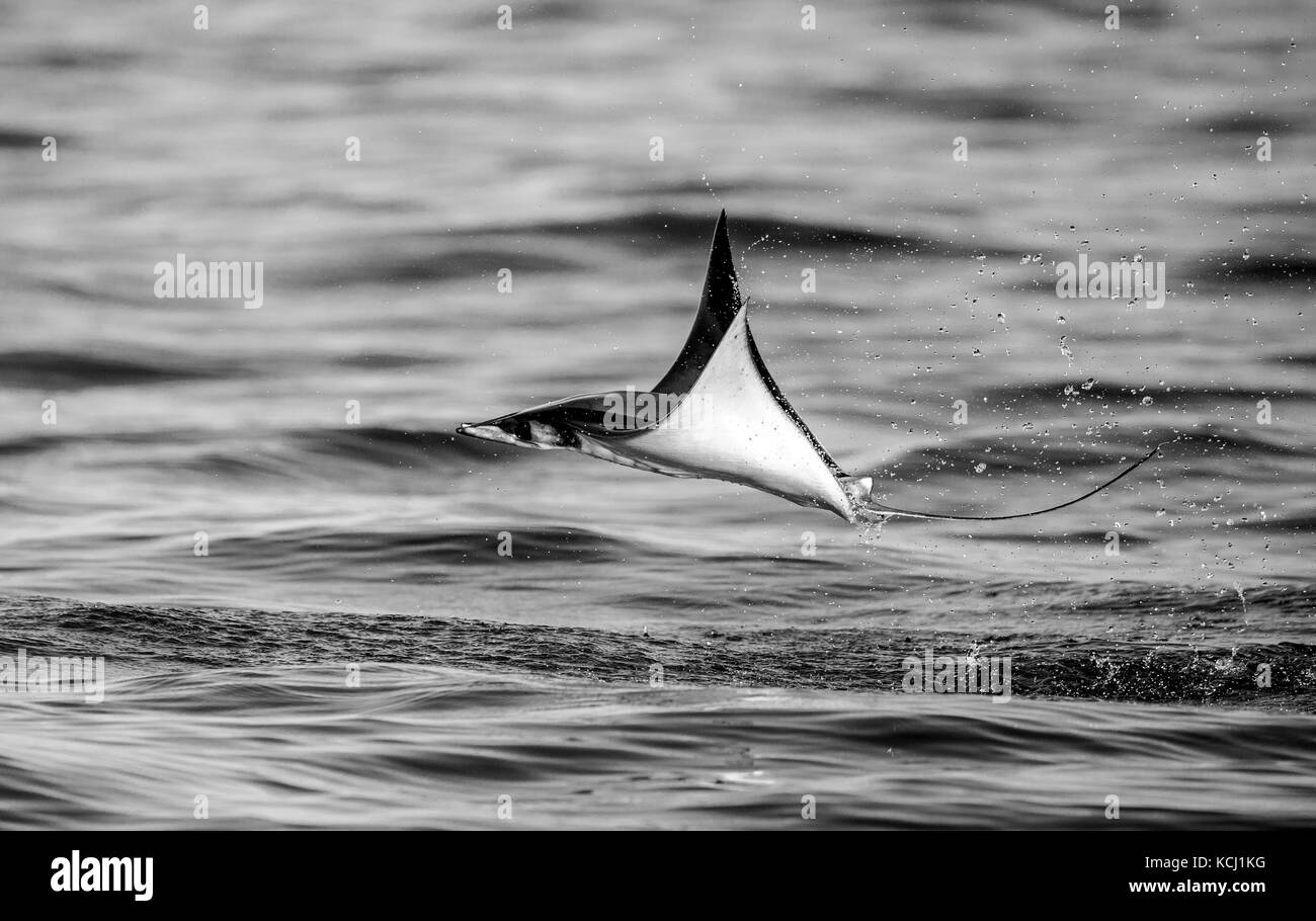 Der Mobula-Strahl springt aus dem Wasser. Mexiko. Meer von Cortez. Kalifornische Halbinsel . Stockfoto