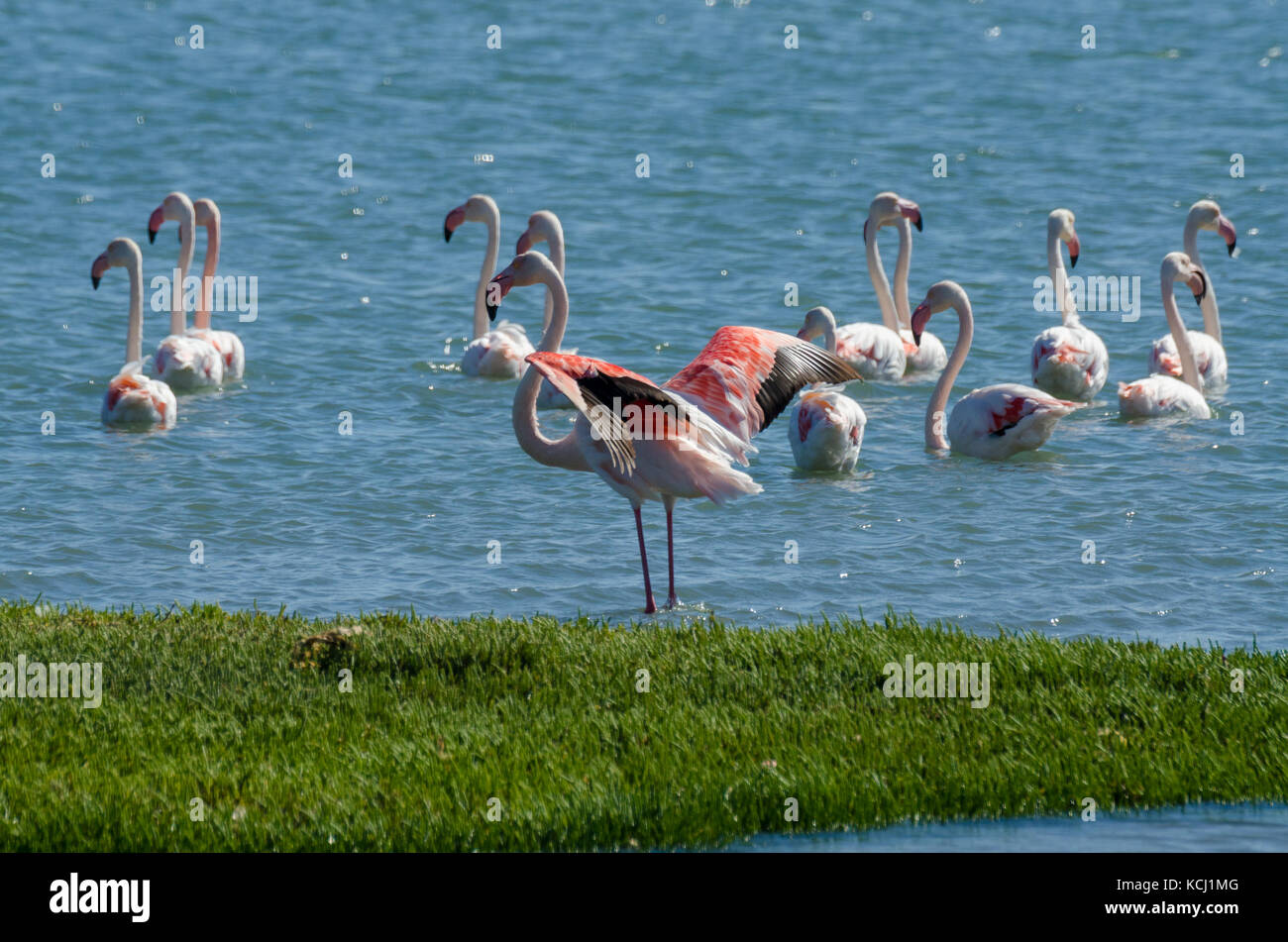 Schöne rosa Flamingos Ruhe und Fütterung im Wasser der Lagune auf der Halbinsel Lüderitz, Namibia, Südafrika Stockfoto