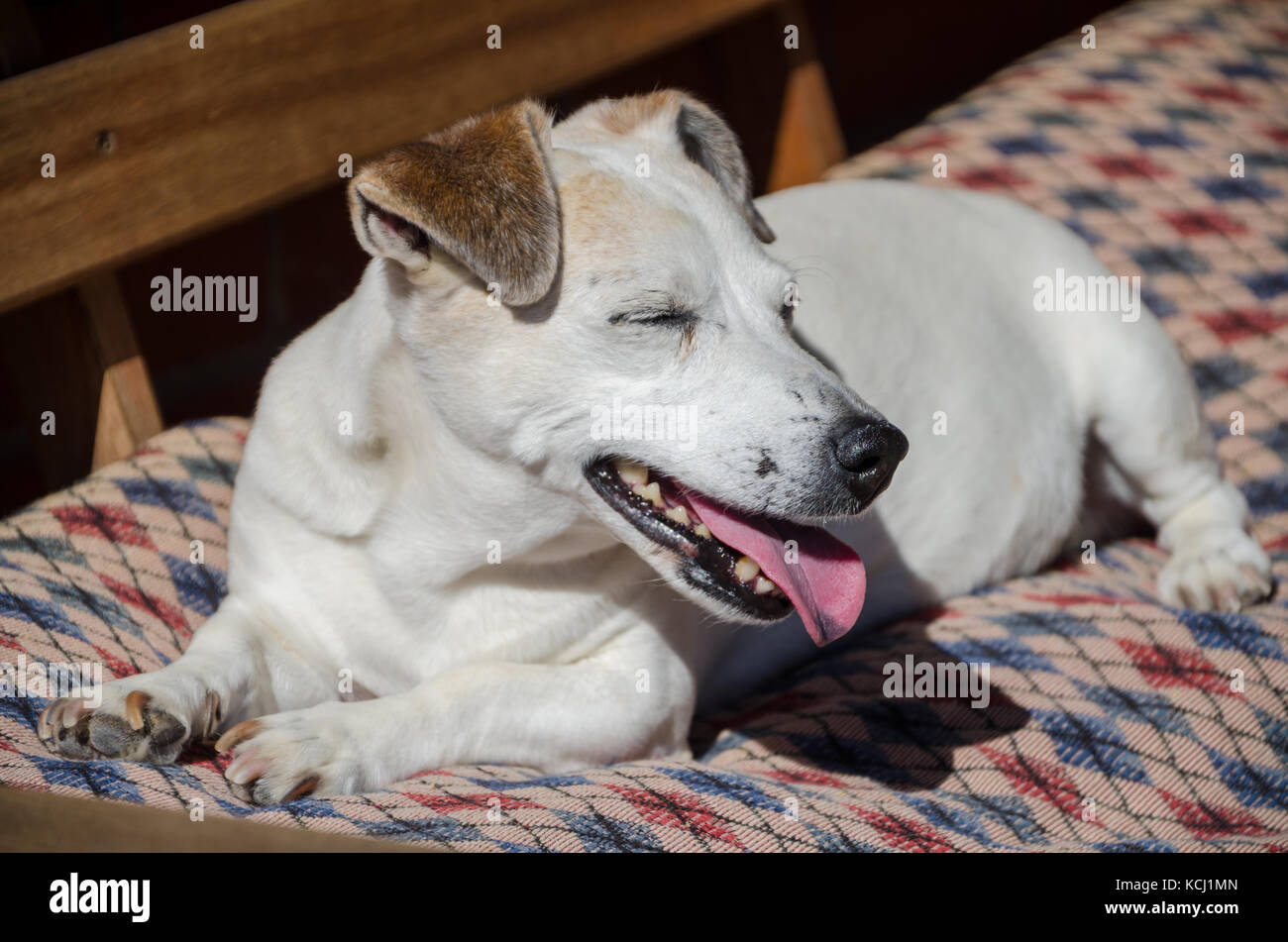Glücklichen kleinen weißen Hund genießen die Sonne auf Holzbank mit alten Kissen, die Augen geschlossen, mit herausgestreckter Zunge Stockfoto