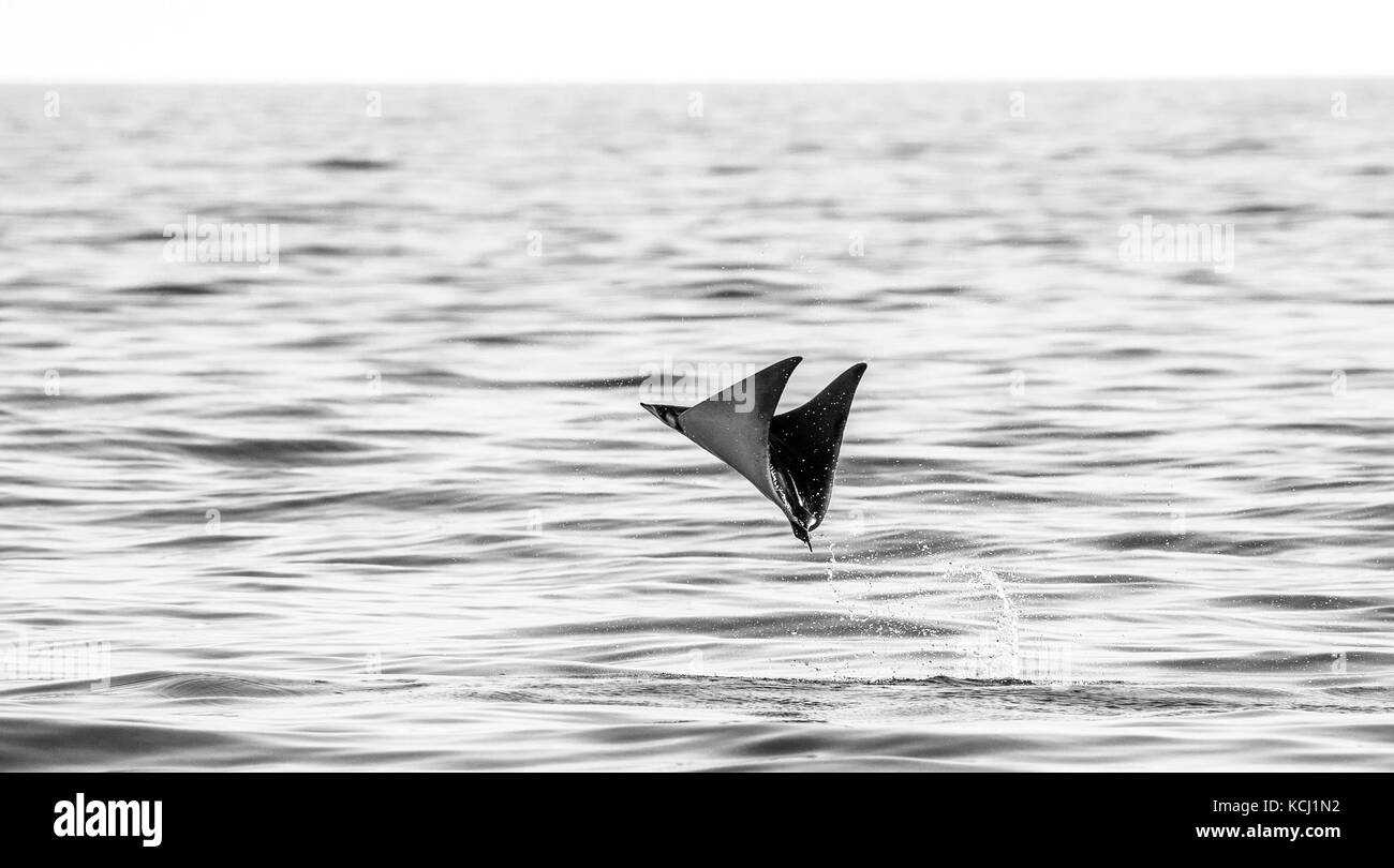 Der Mobula-Strahl springt aus dem Wasser. Mexiko. Meer von Cortez. Kalifornische Halbinsel . Stockfoto