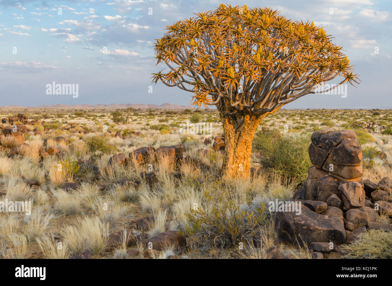 Wunderschöne exotische Köcherbäume in steinigen und trockenen namibische Landschaft, Namibia, Südafrika Stockfoto