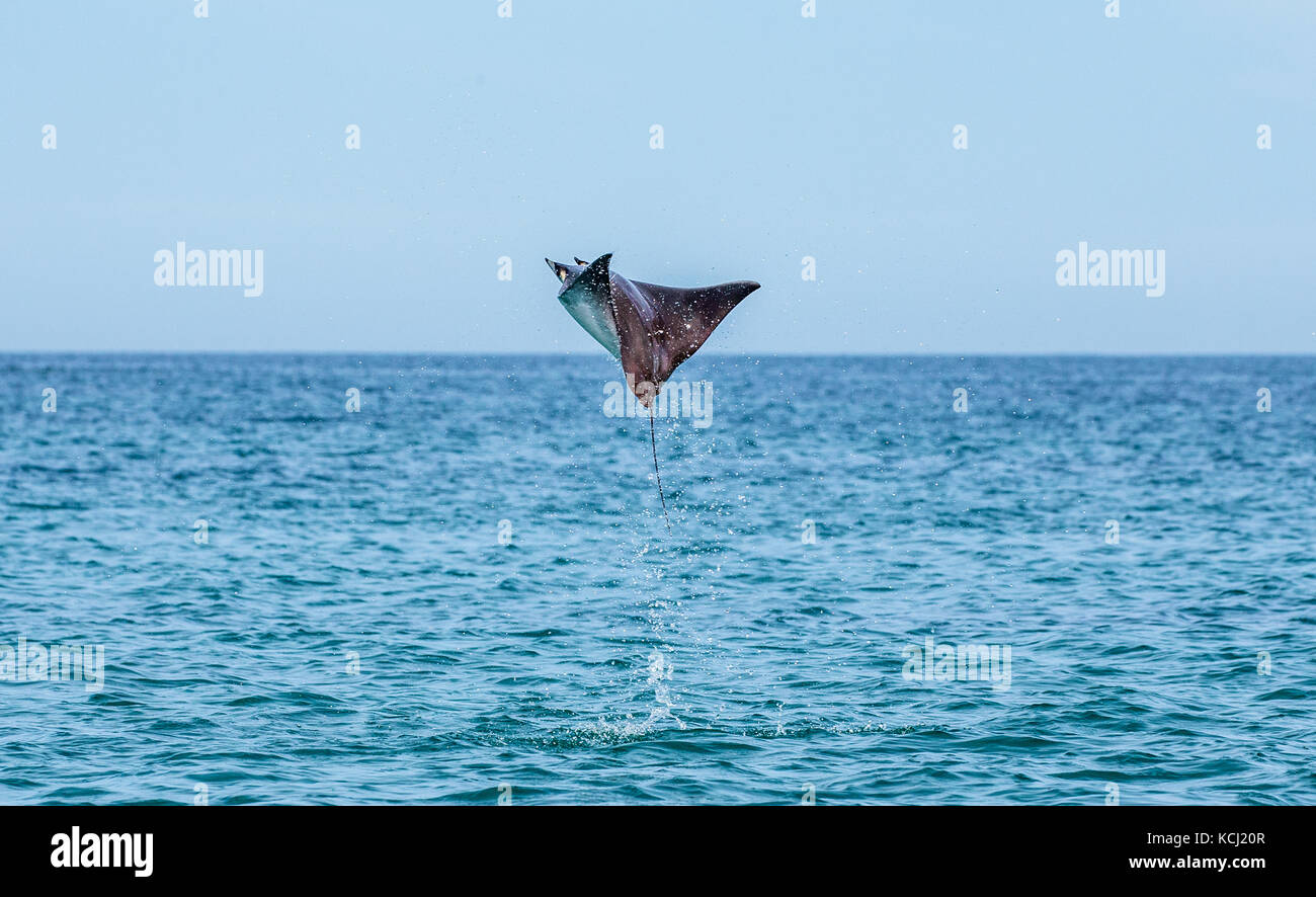 Der Mobula-Strahl springt aus dem Wasser. Mexiko. Meer von Cortez. Kalifornische Halbinsel . Stockfoto