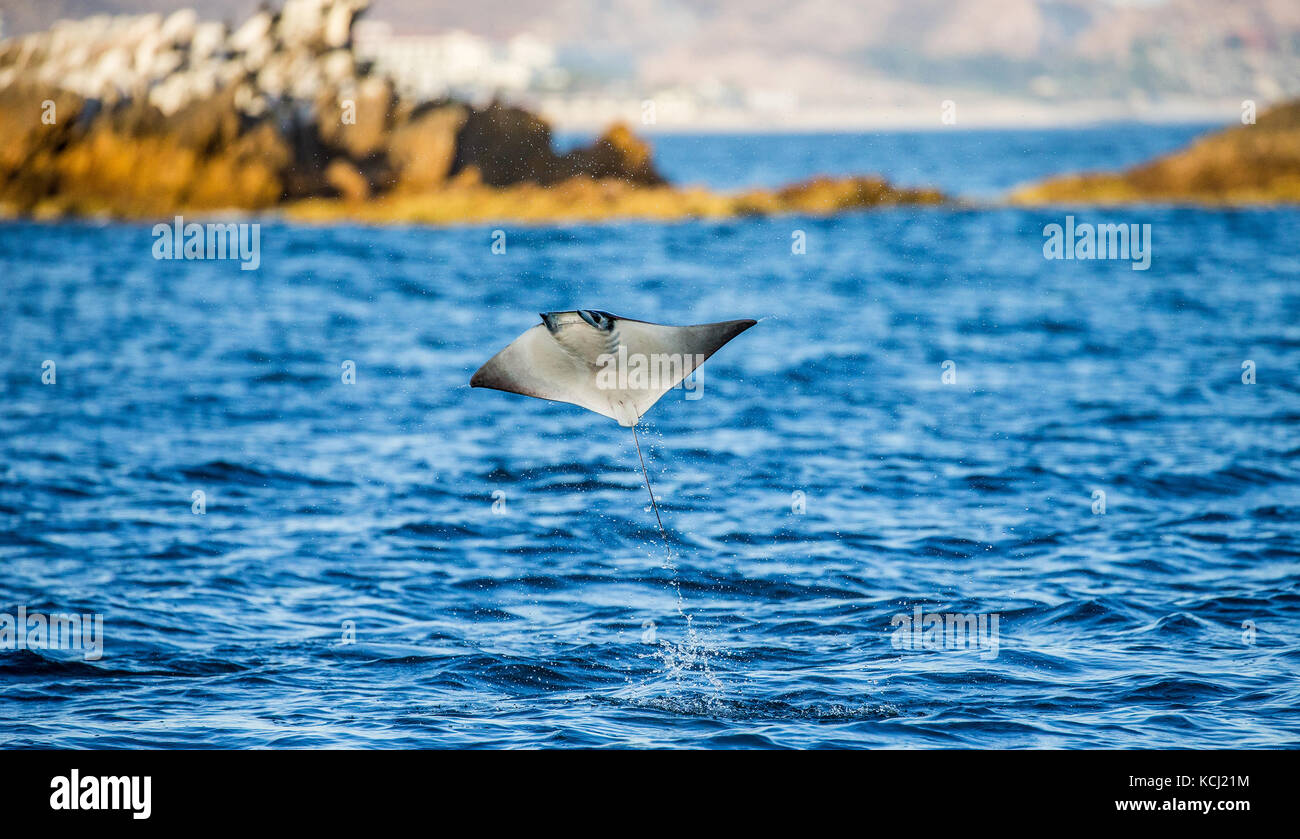 Der Mobula-Strahl springt aus dem Wasser. Mexiko. Meer von Cortez. Kalifornische Halbinsel . Stockfoto