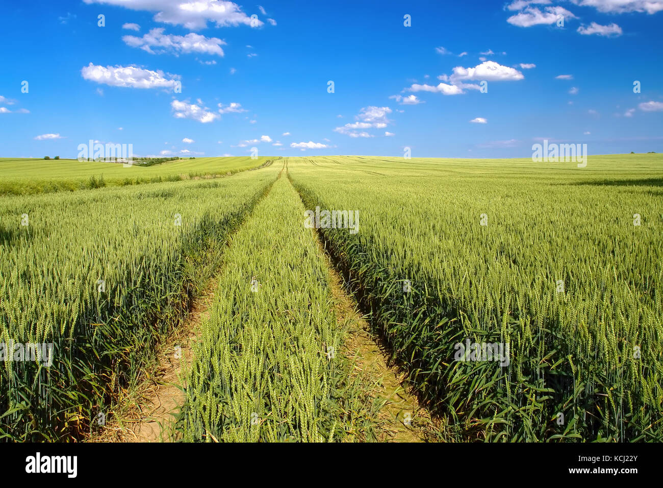 Bereich der Reifung Winter Weizen Mais Stockfoto