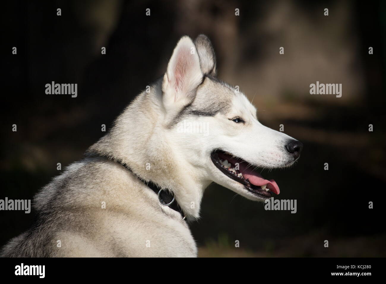 Porträt einer sibirischen Husky Hund mit einem Blick auf der Seite Stockfoto