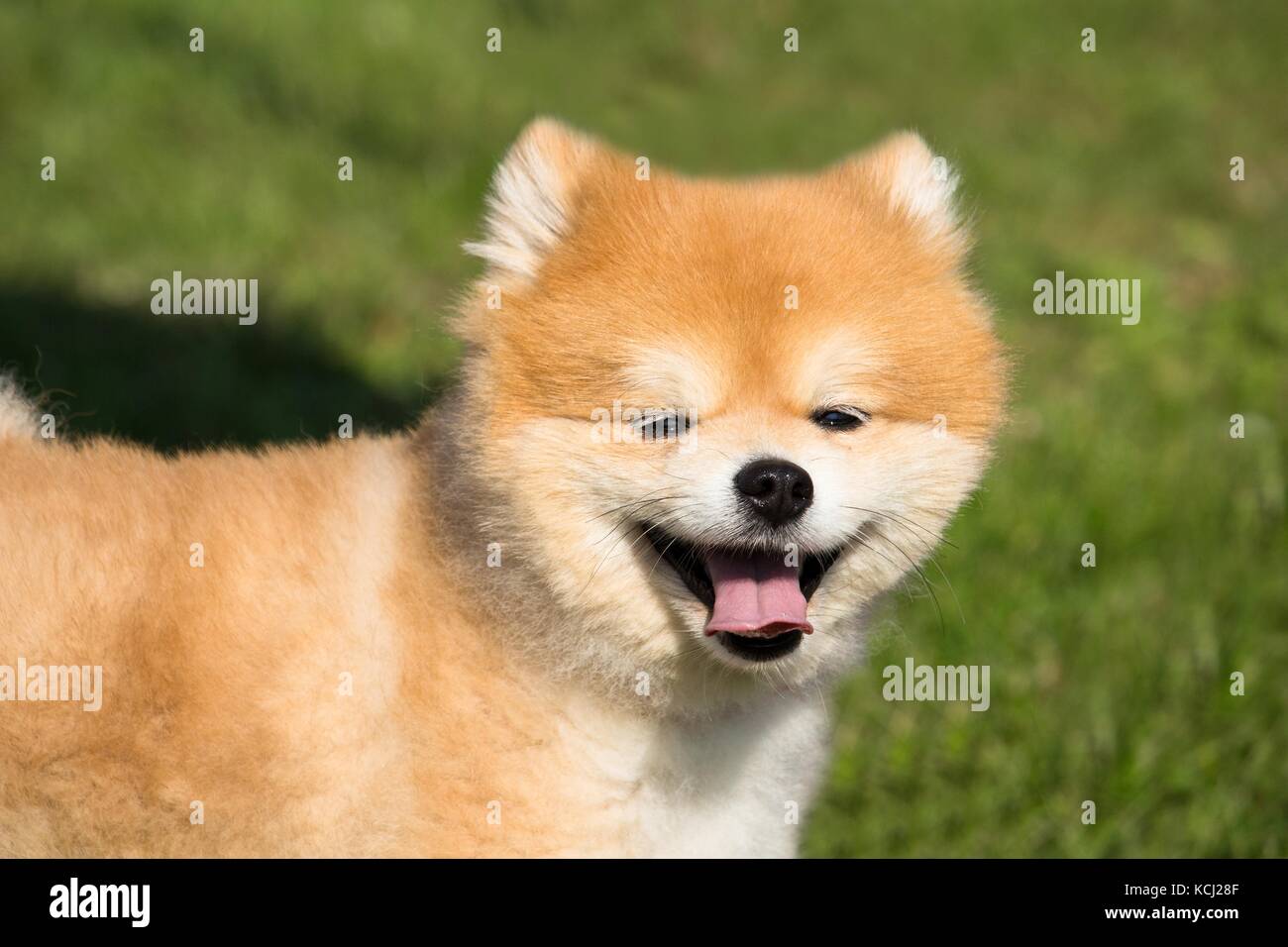 Der Hund Und Der Fuchs