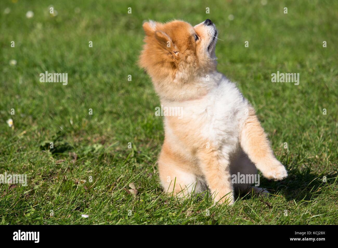 Kleine Zwerg spitz Hund, der sitzt und hört seinen Meister Stockfoto