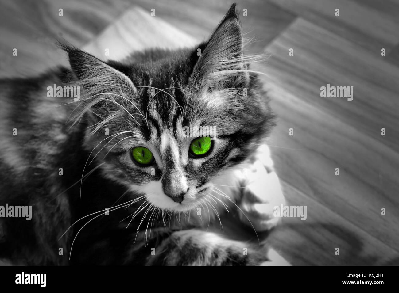 Kleine Norwegische Kitten Auf Dem Boden Schwarzweiss Foto Und Cat Mit Bunten Augen Gelb Lila Orange Blau Grun Stockfotografie Alamy